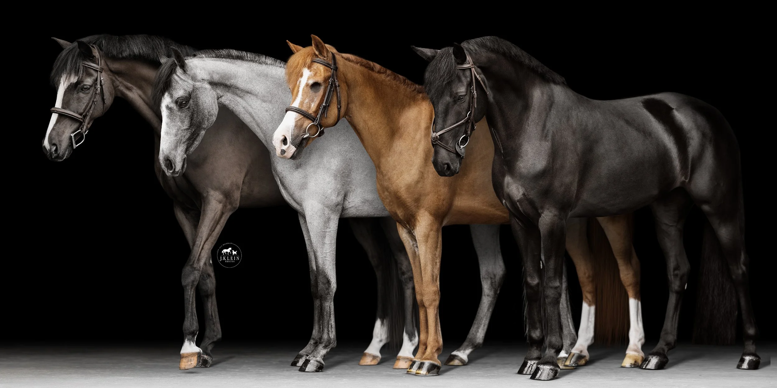 Full Body Ponies.jpg