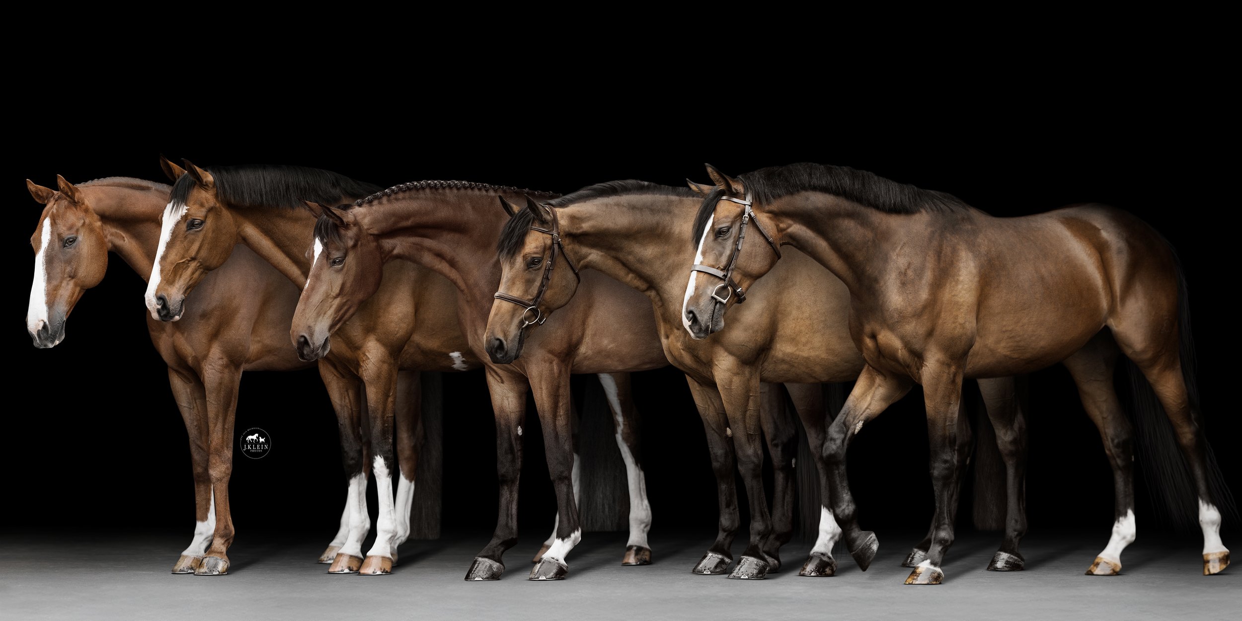 Full Body - Horses.jpg