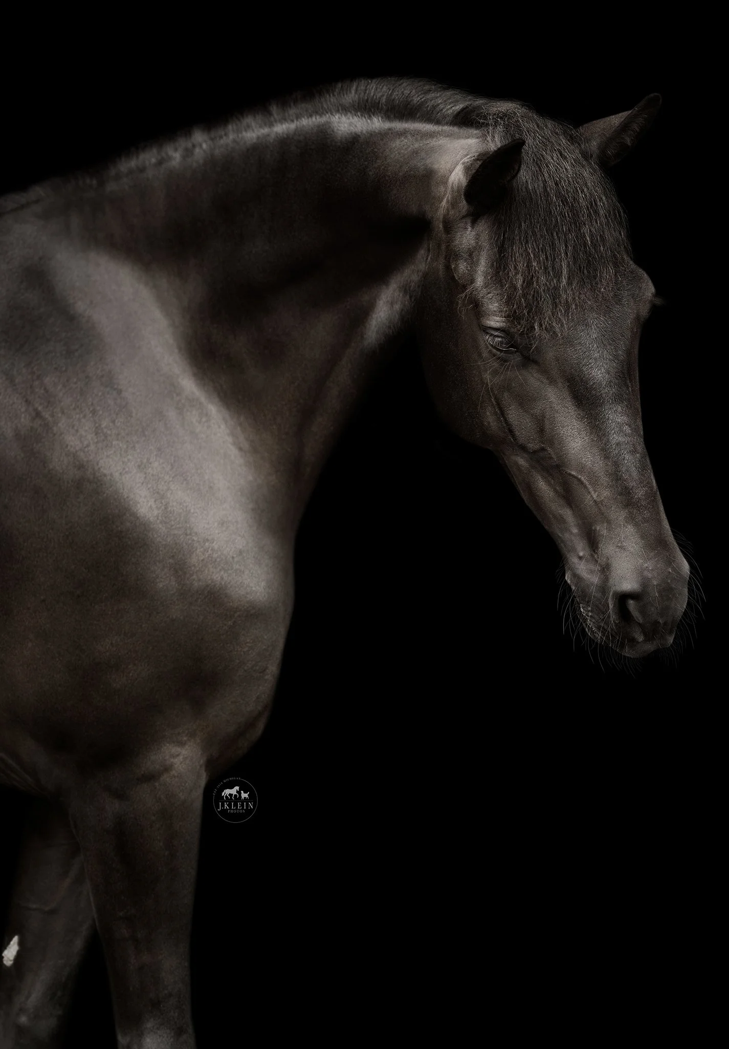 JKlein Photos_Black Background Equine Portraits Fine Art Dressage Hunter Jumper Michigan Florida184.jpg