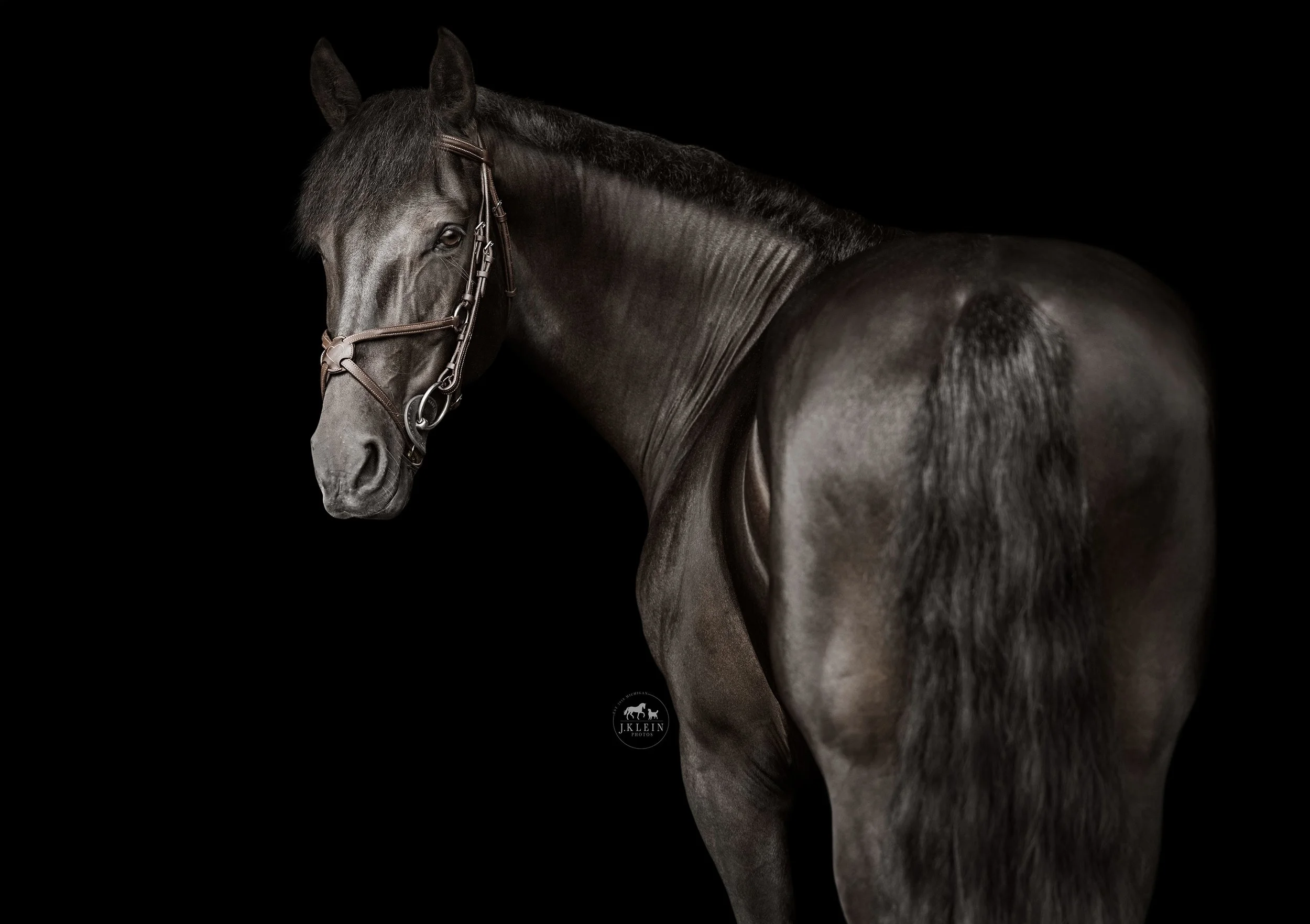 JKlein Photos_Black Background Equine Portraits Fine Art Dressage Hunter Jumper Michigan Florida181.jpg