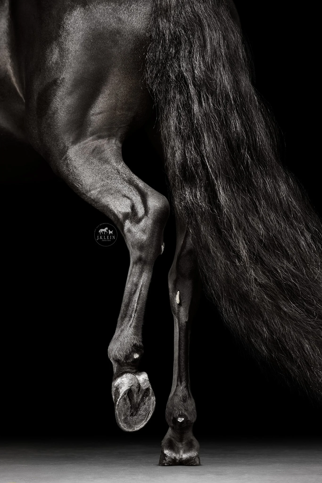 JKlein Photos_Black Background Equine Portraits Fine Art Dressage Hunter Jumper Michigan Florida180.jpg