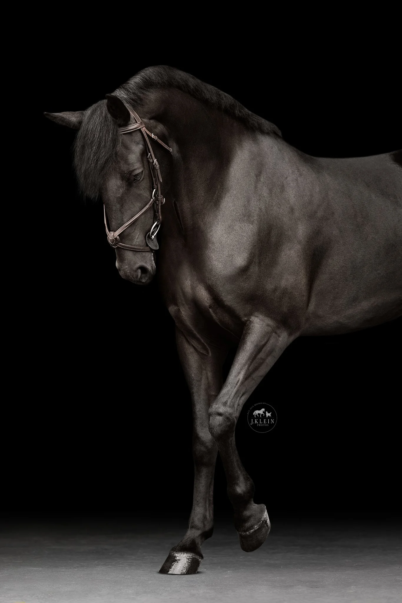 JKlein Photos_Black Background Equine Portraits Fine Art Dressage Hunter Jumper Michigan Florida177.jpg