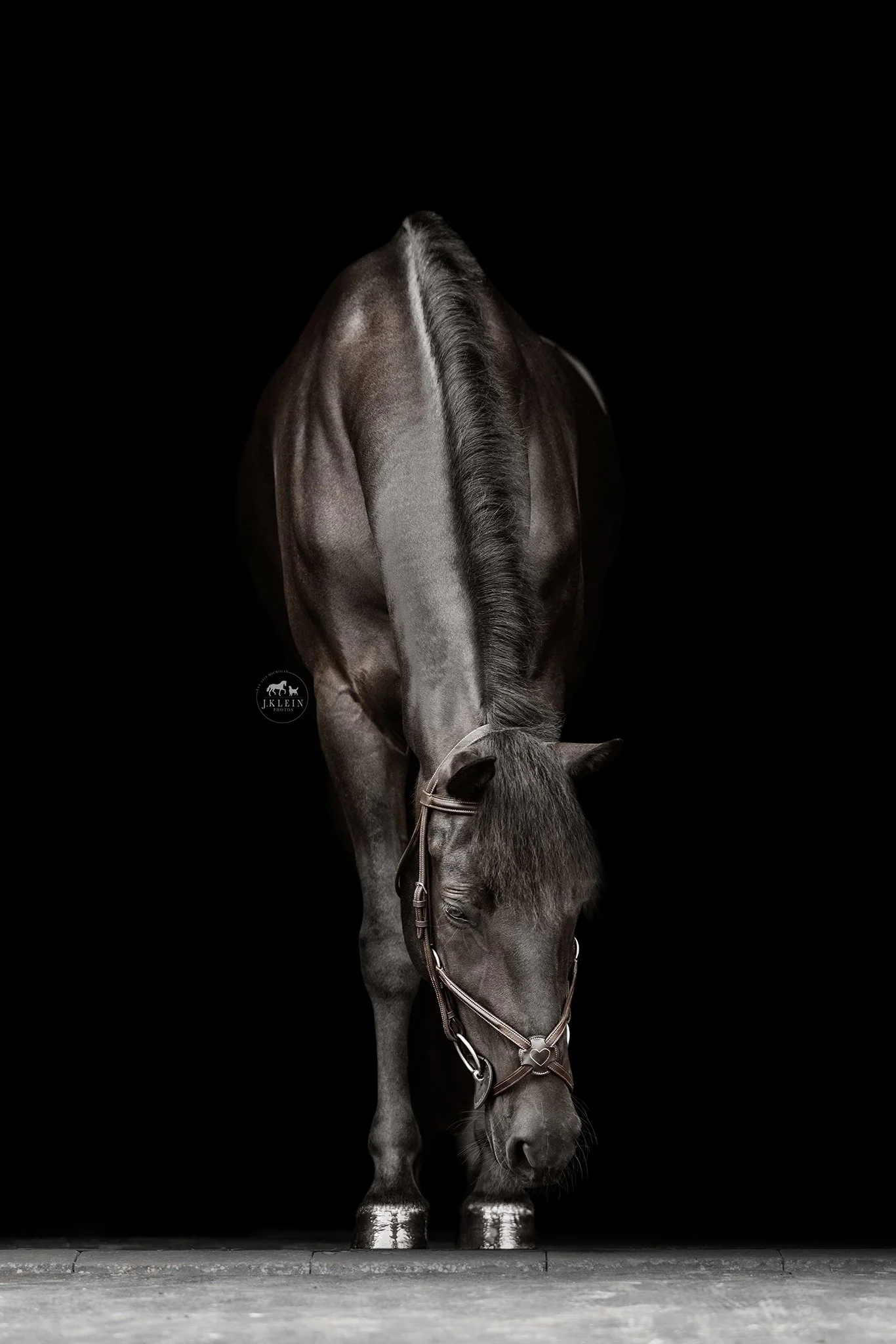 JKlein Photos_Black Background Equine Portraits Fine Art Dressage Hunter Jumper Michigan Florida175.jpg