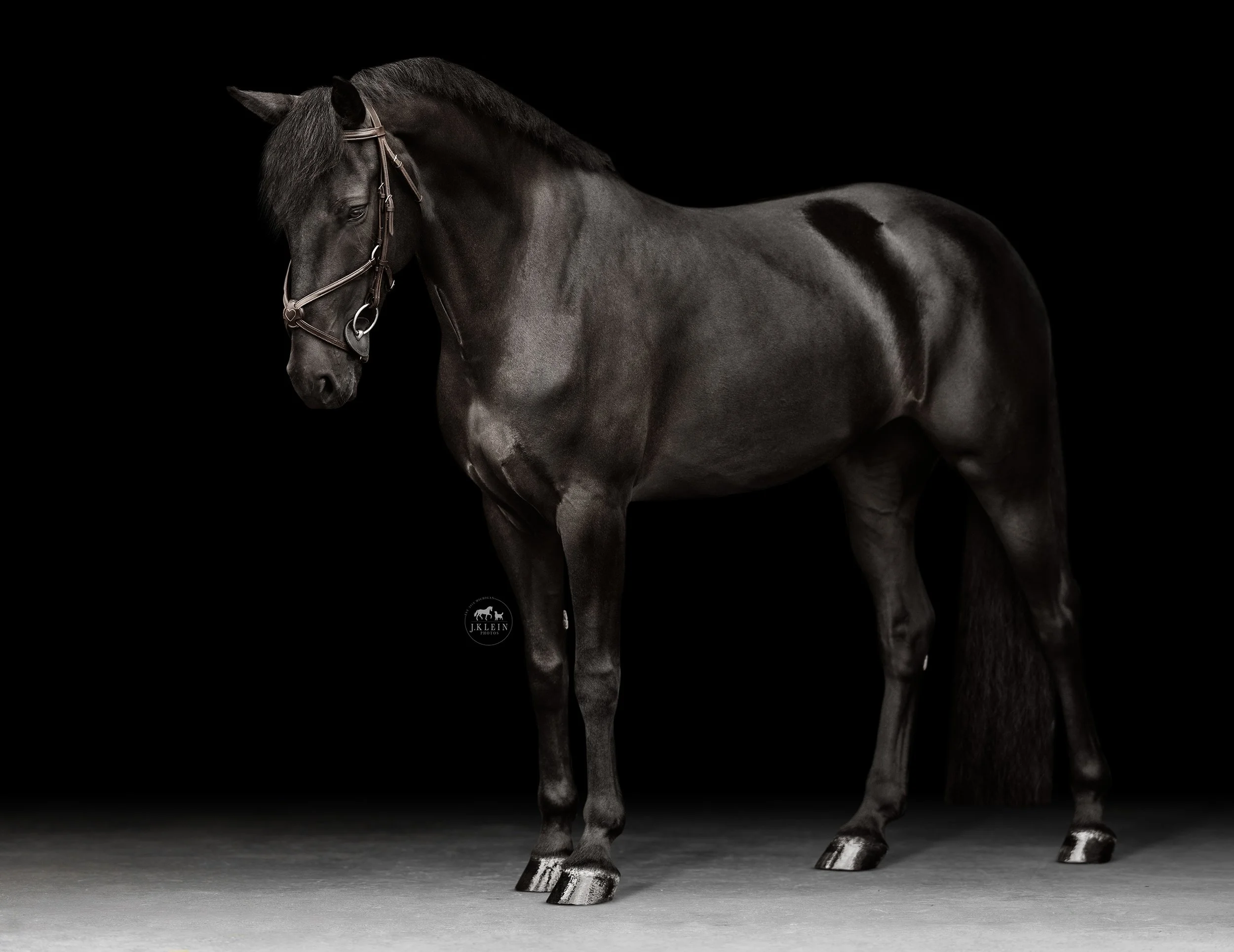 JKlein Photos_Black Background Equine Portraits Fine Art Dressage Hunter Jumper Michigan Florida176.jpg