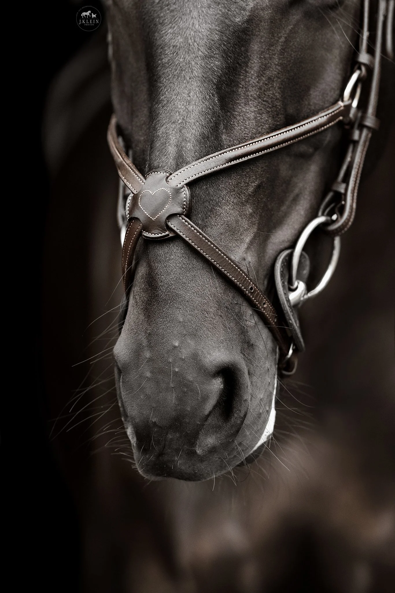 JKlein Photos_Black Background Equine Portraits Fine Art Dressage Hunter Jumper Michigan Florida173.jpg