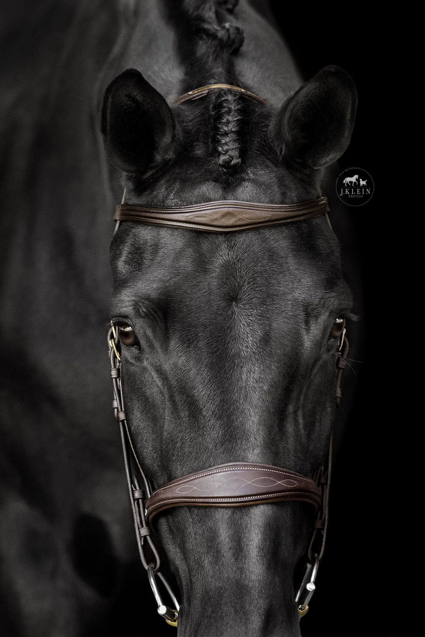 JKlein Photos_Black Background Equine Portraits Fine Art Dressage Hunter Jumper Michigan Florida206.jpg