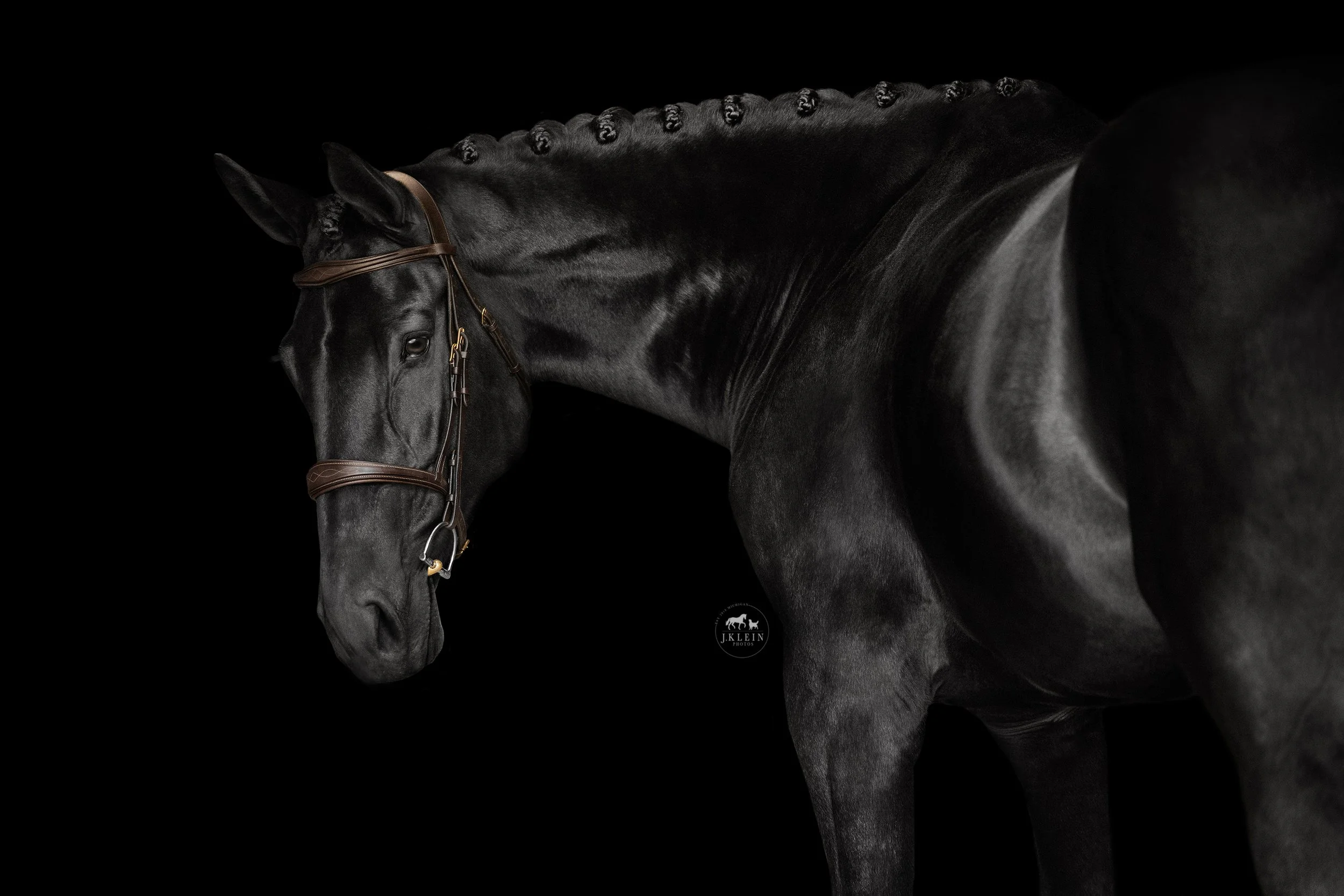 JKlein Photos_Black Background Equine Portraits Fine Art Dressage Hunter Jumper Michigan Florida208.jpg