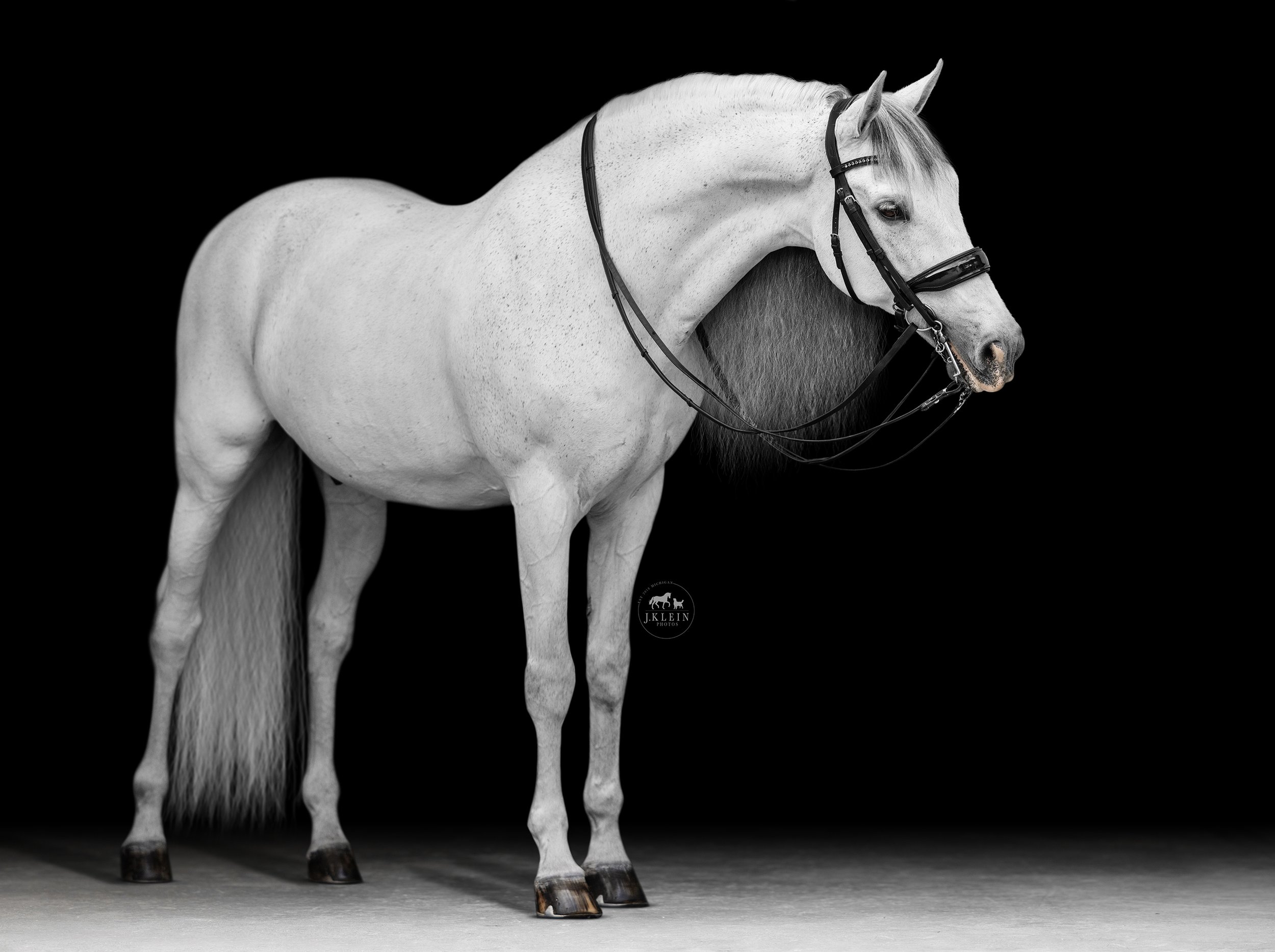  Wellington Floridas Equine Photographer JKlein Photos photographs fine art black background portraits of Claudine Kundrun and Ali Brock's olympic dressage horses at their Wellington barn Deermeadow Farm 