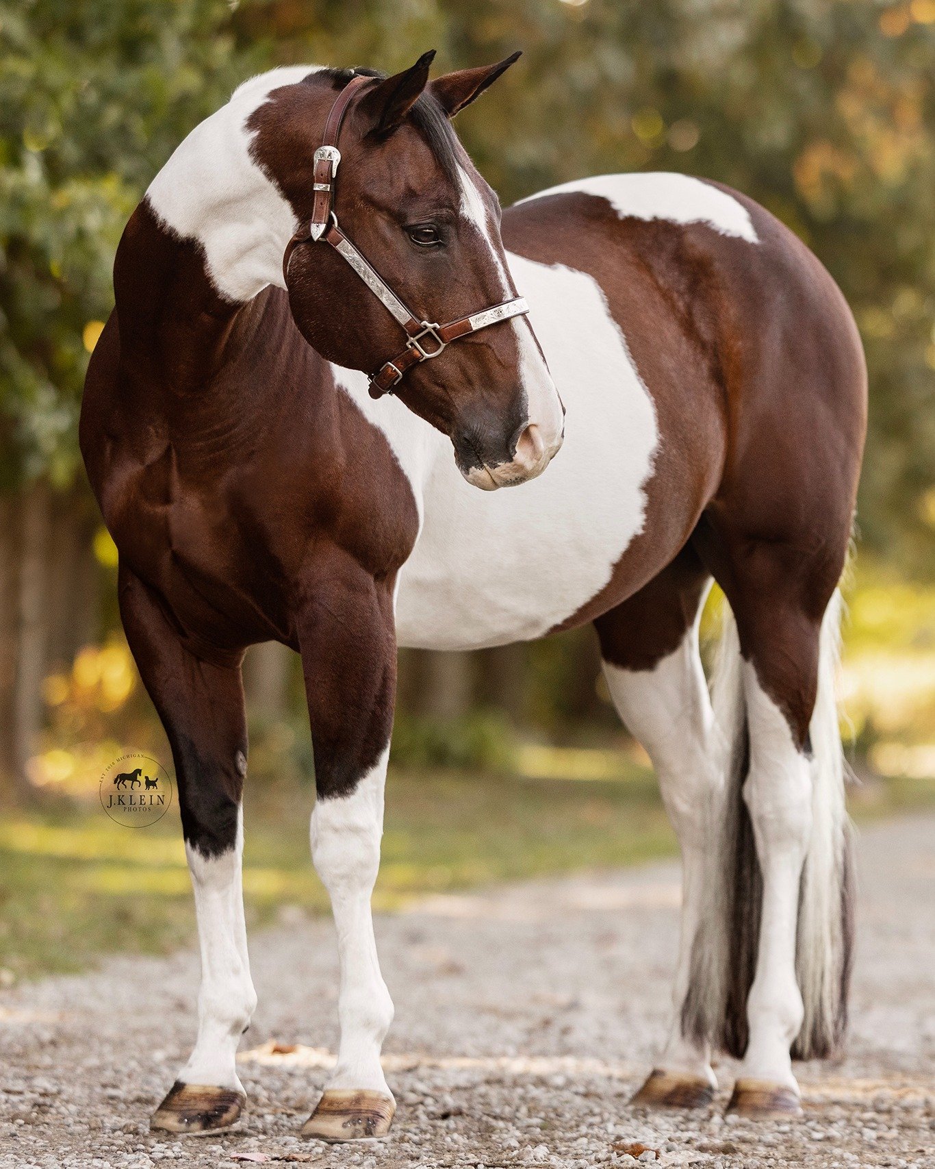 // If I'm being honest, I've never been a Paint (or Pinto) person. So many don't haven enough color, or the color is very oddly placed, that it makes my eyes 😵&zwj;💫. 

But River was stunning, and if you think his coat color and pattern are beautif