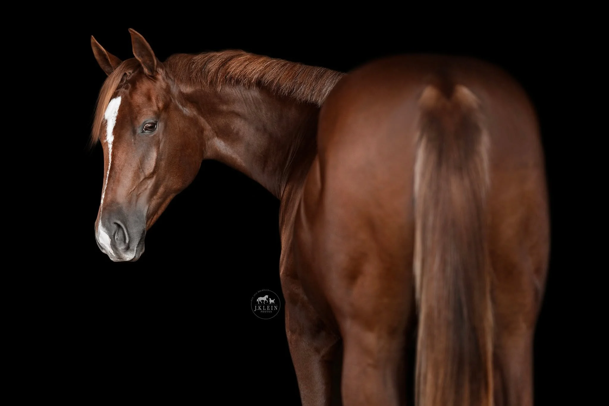 The #️1️⃣ stressor with photoshoots is&hellip;.The lack of ground manners from horses.

90% of all interactions with our horses, are done on the ground. I don&rsquo;t care how epic they are in the arena or under saddle. People across the country are 