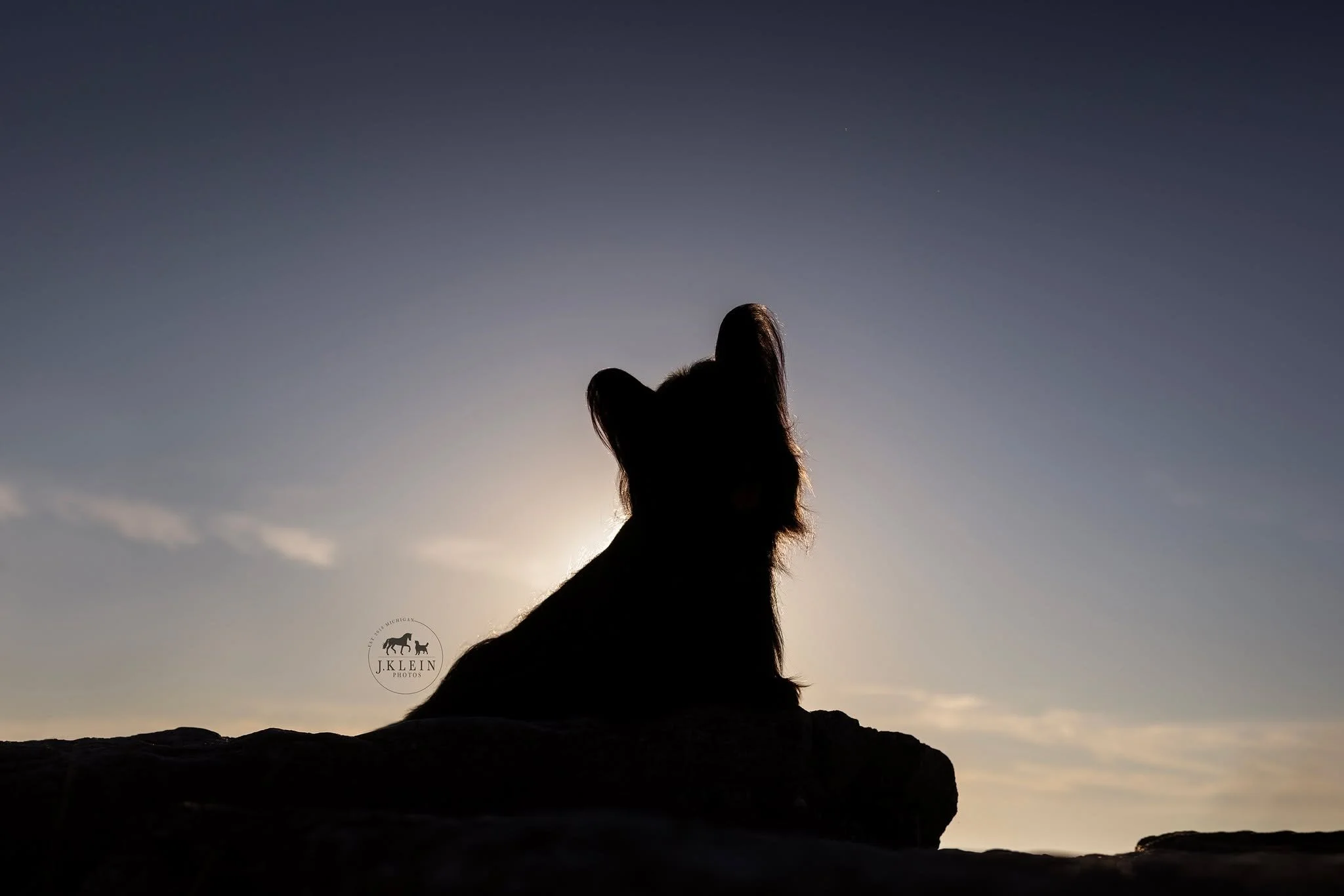 // Guess the breed! 🐶 👀

Do you recognize the breed from this silhouette? This sweetheart joined me for a sunset photoshoot at the Muskegon beach, specifically wanting to capture photos along the break water rocks. With the sun sinking lower in the