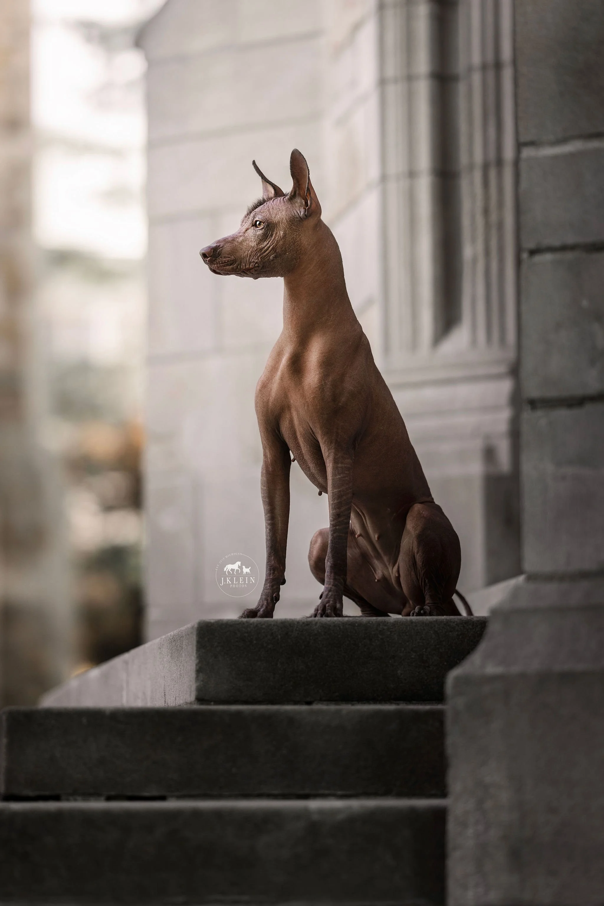 The xoloitzcuintli best sale
