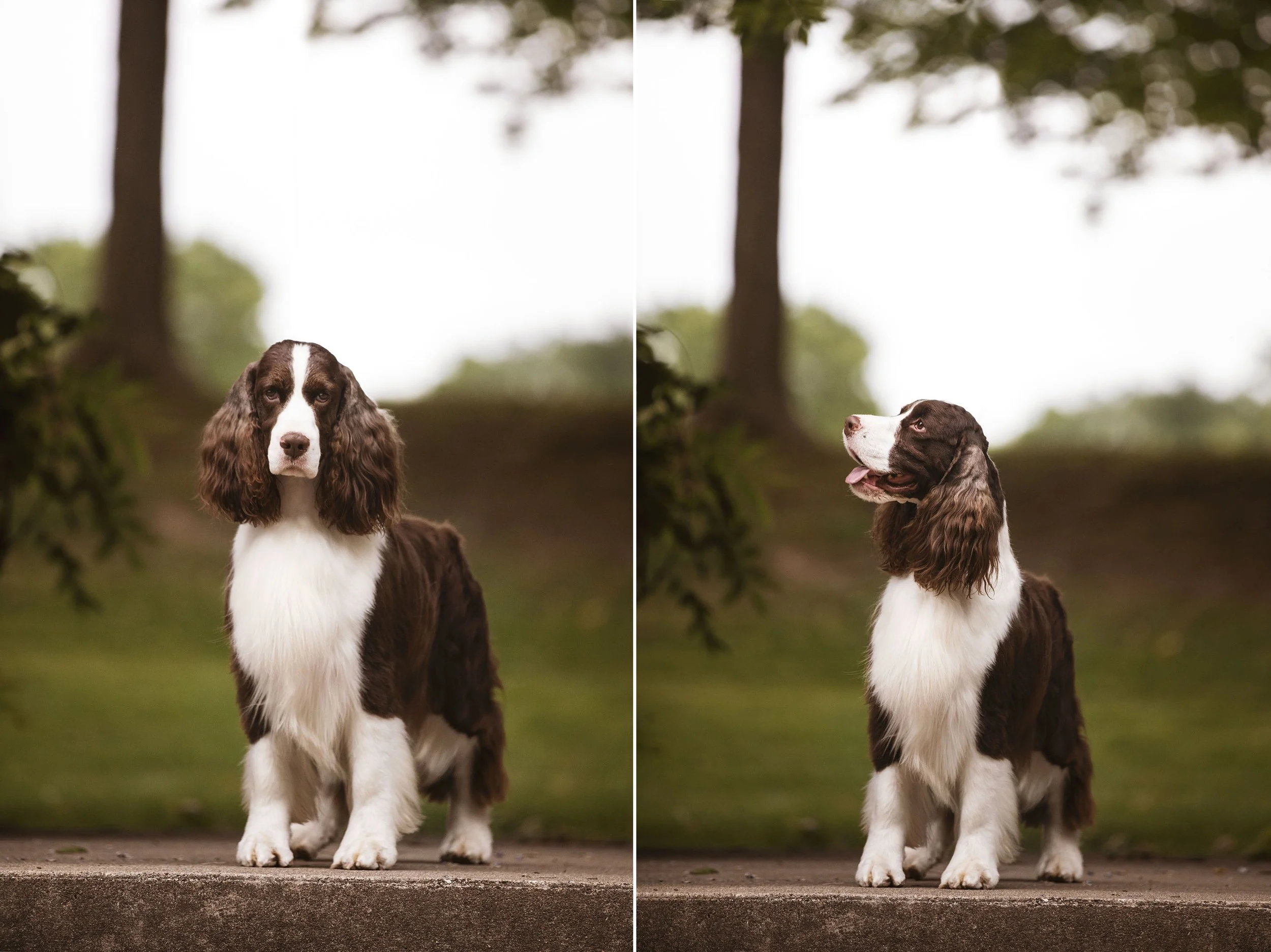 Springer Spaniels at Spring Grove Park — J.Klein Photos