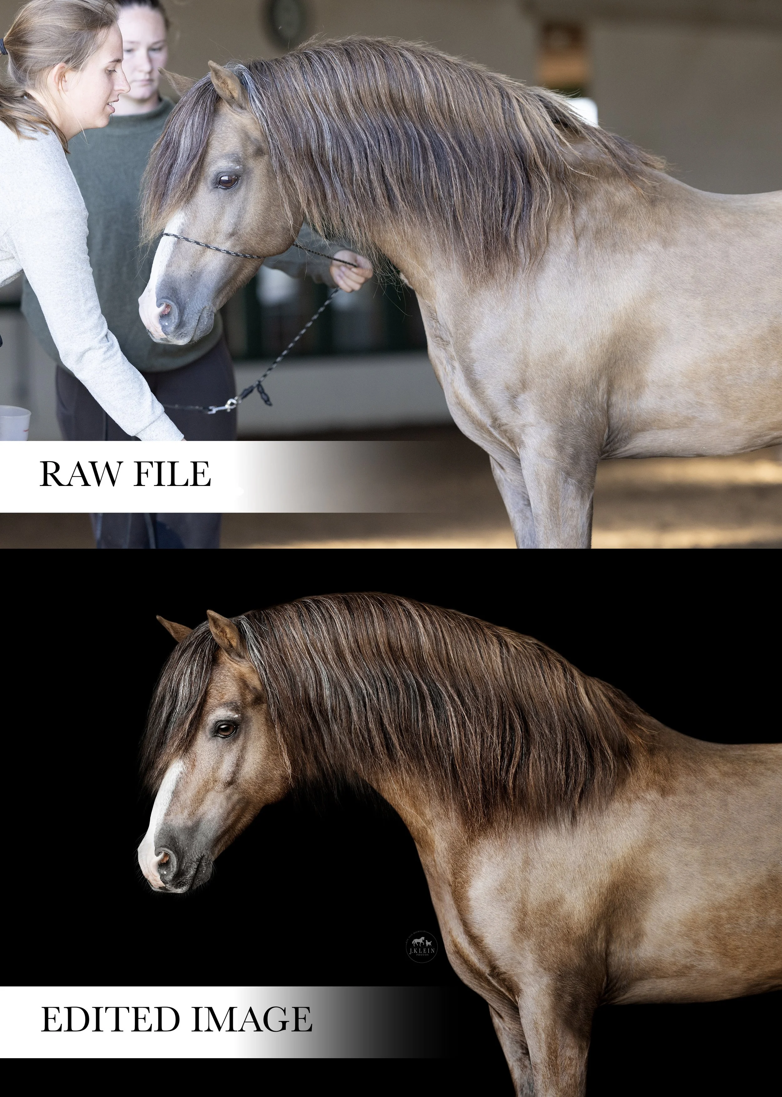 JKleinPhotos_Equine Portrait Editing Tutorial for Black and White Backgrounds using Adobe Photoshop_BandA2.jpg