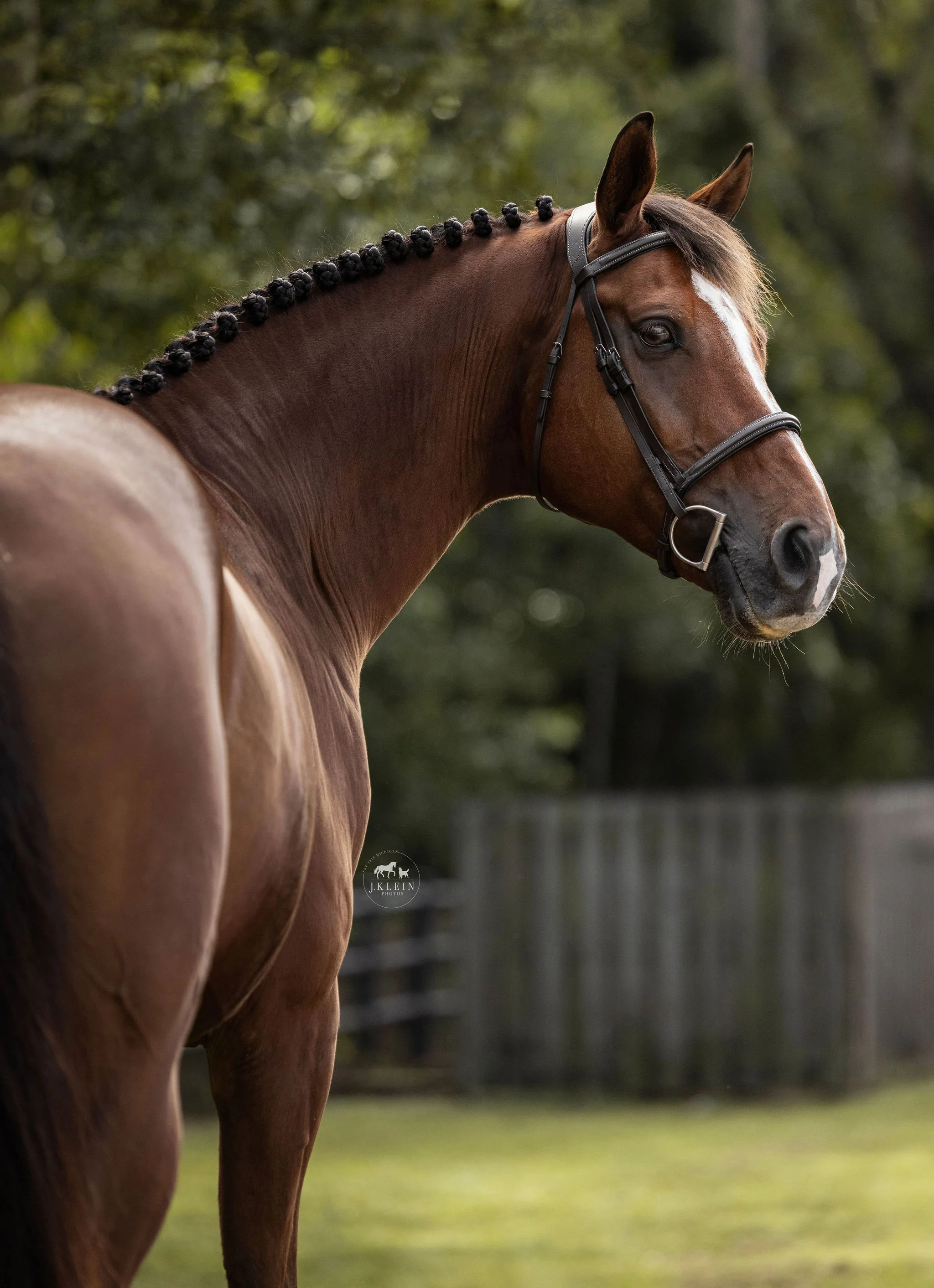 JKlein Photos, Wellington Florida Equine Photographer, photographs horse and rider for educational posing guide, creating professional portraits for equestrians.
