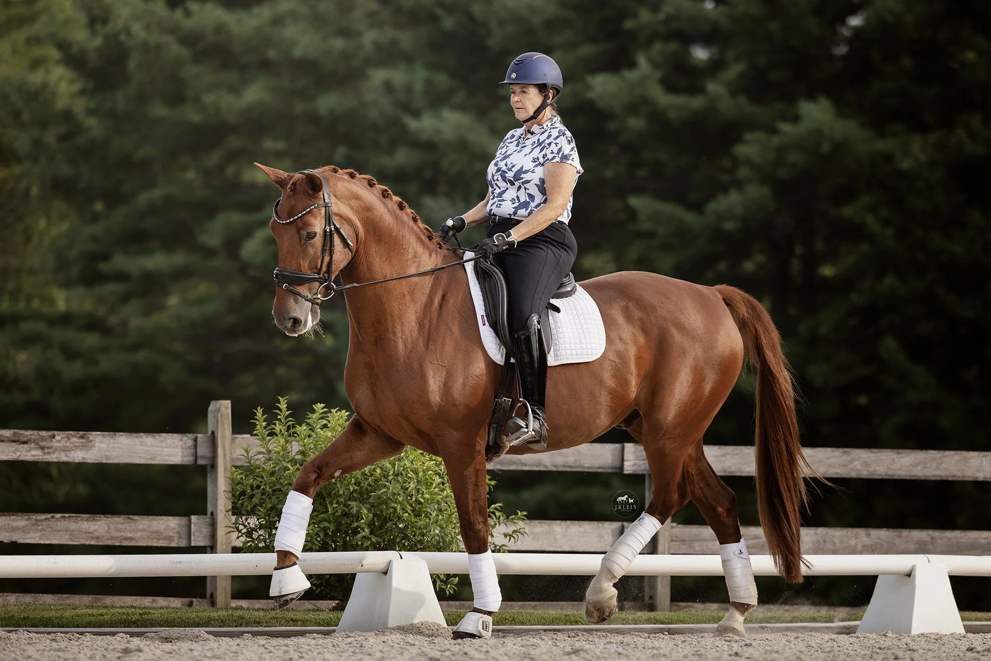 Professional Dressage Horse Photography White Fences Polar Express