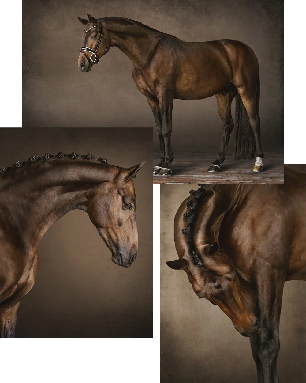 Investment - Equine Portrait Photography — J.Klein Photos