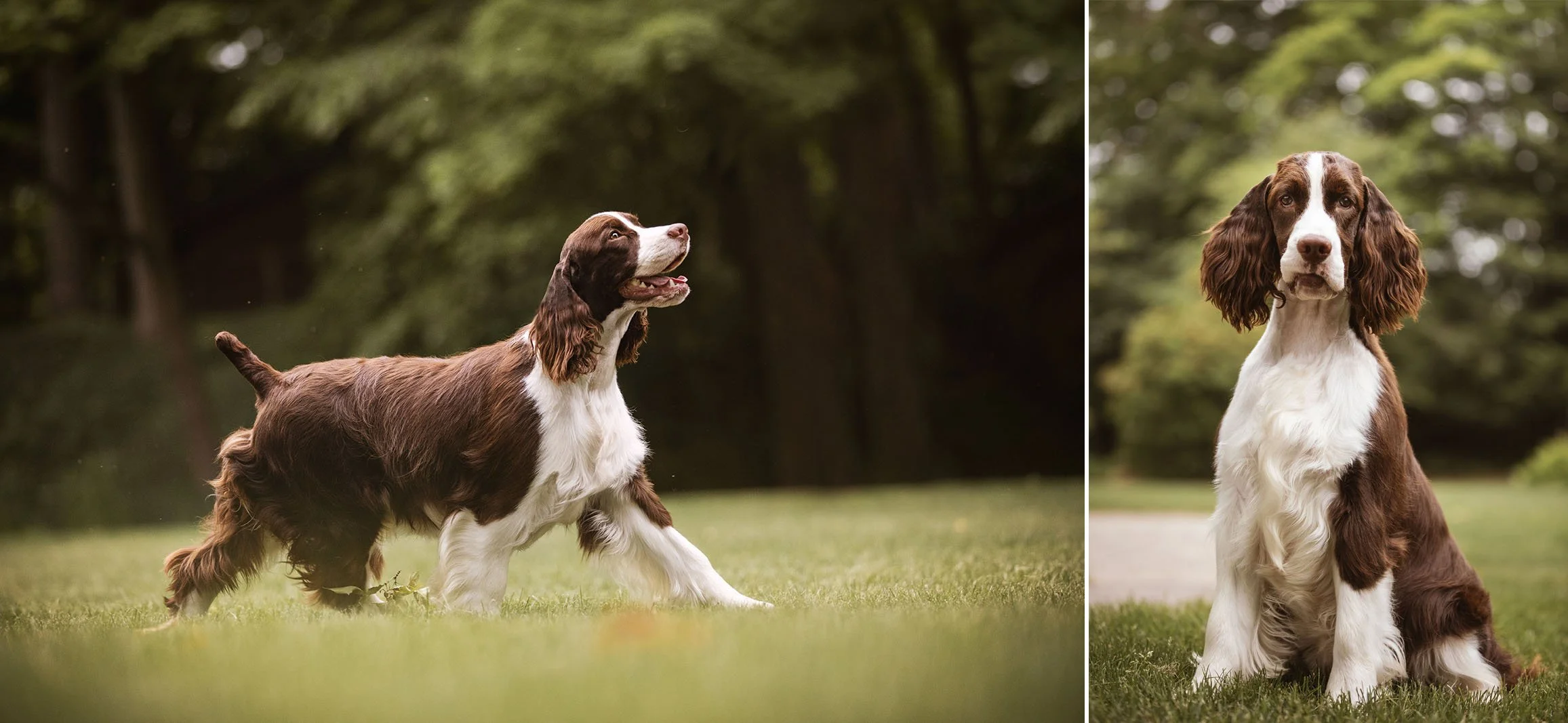 Springer Spaniels at Spring Grove Park — J.Klein Photos