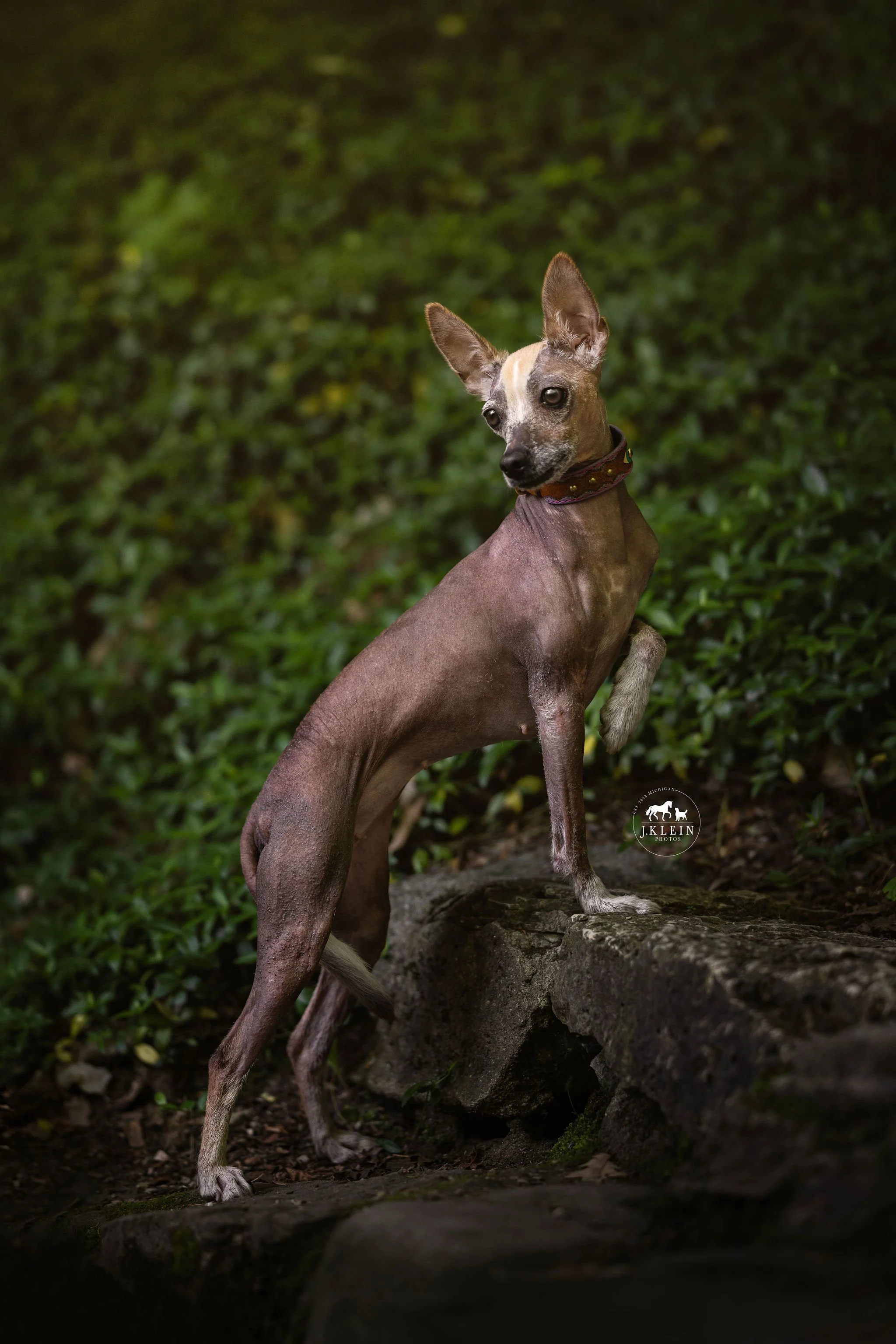 Peruvian Inca Orchid Mexican Hairless Xoloitzcuintle 1+ Hundred