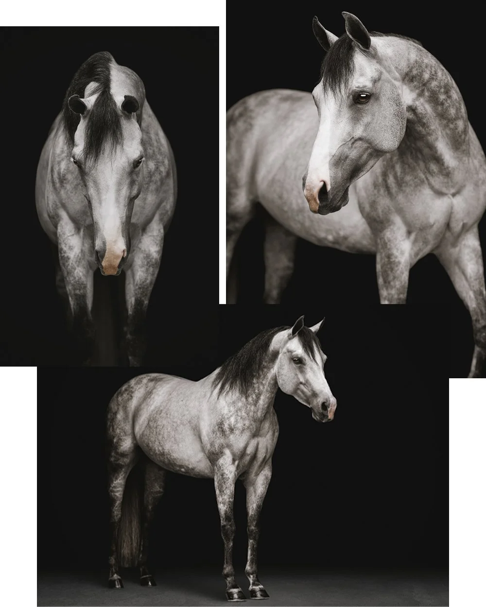 Investment - Equine Portrait Photography — J.Klein Photos