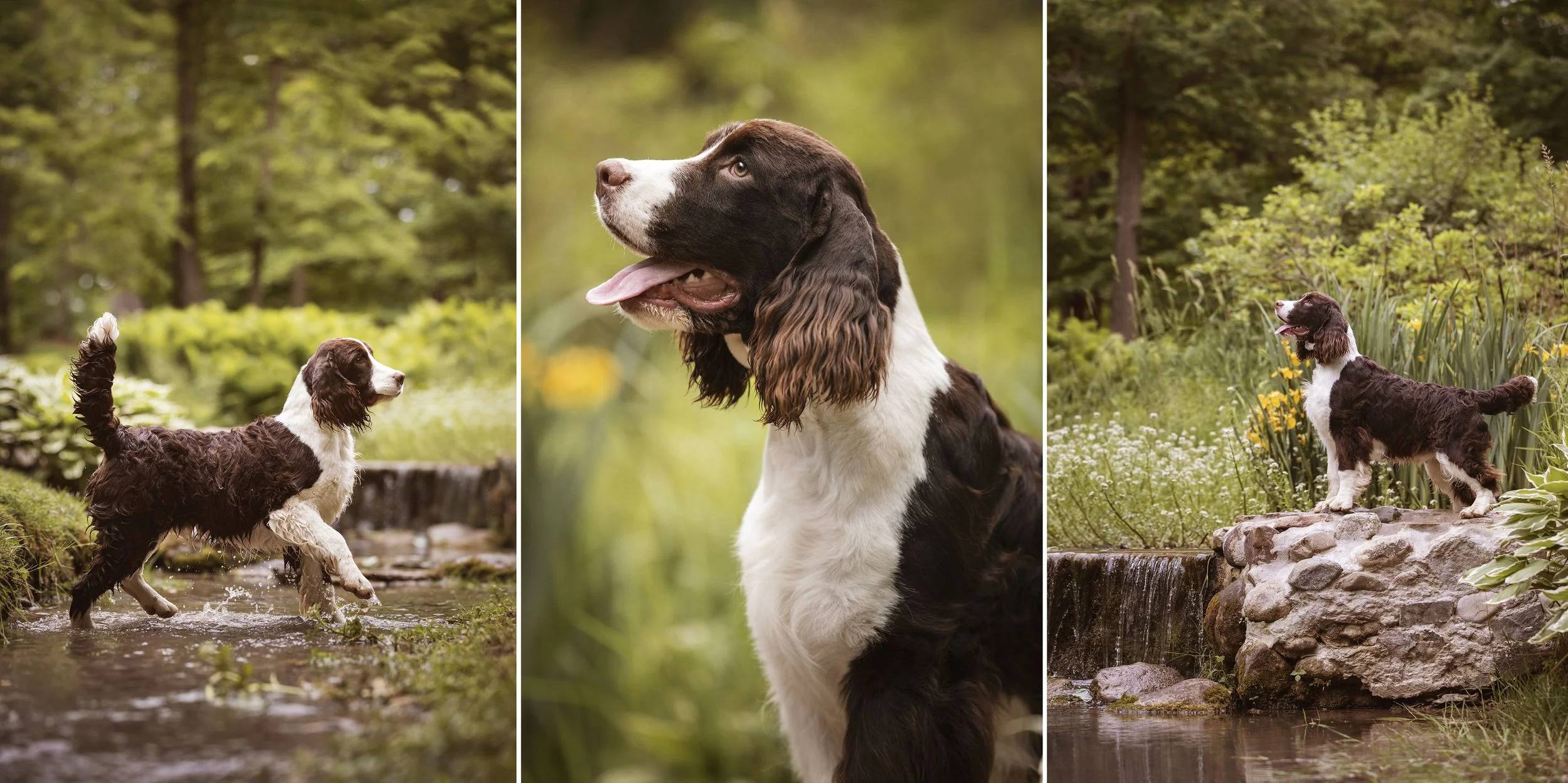 Springer Spaniels at Spring Grove Park — J.Klein Photos