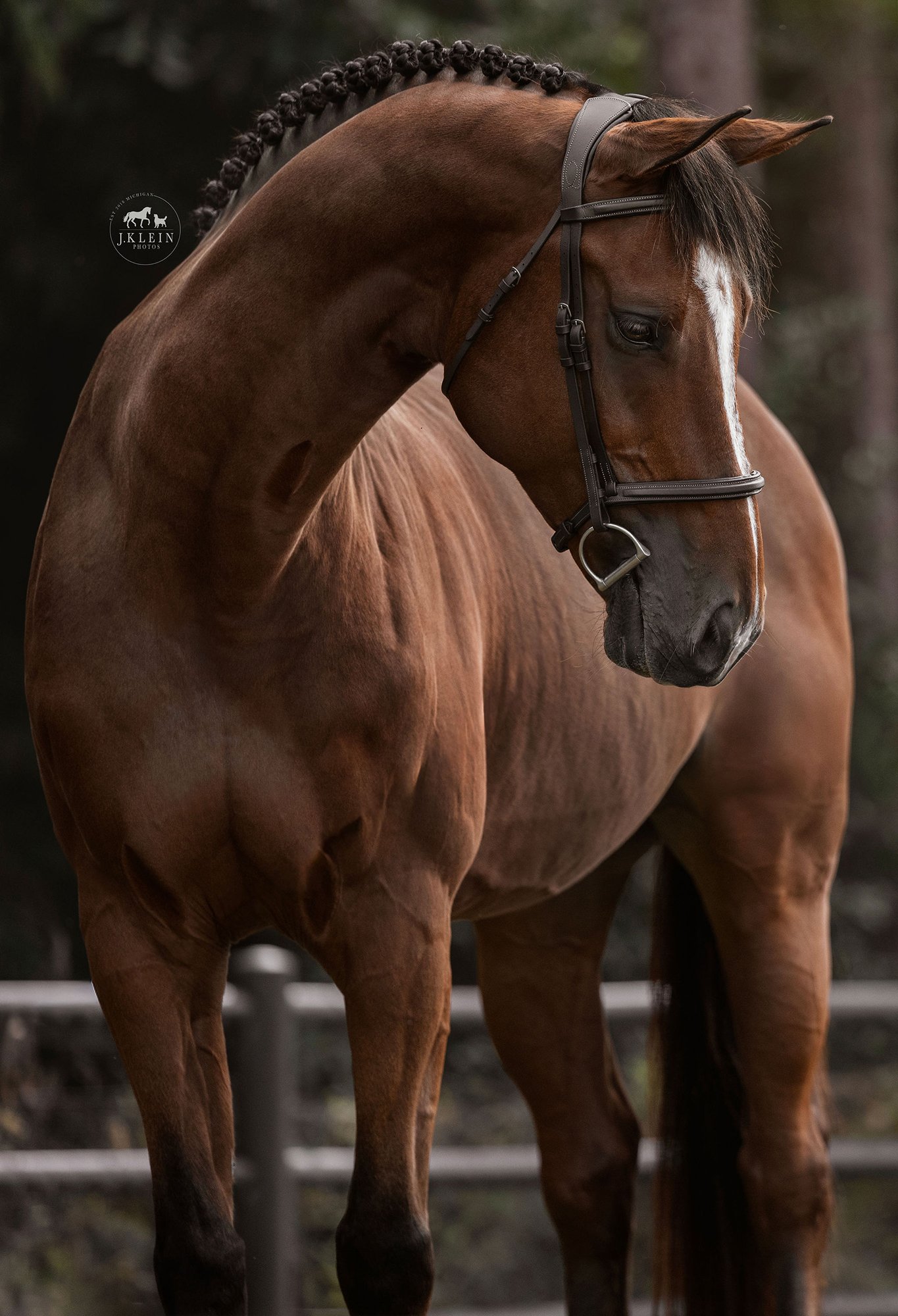 JKlein Photos, Wellington Florida Equine Photographer, photographs horse and rider for educational posing guide, creating professional portraits for equestrians.