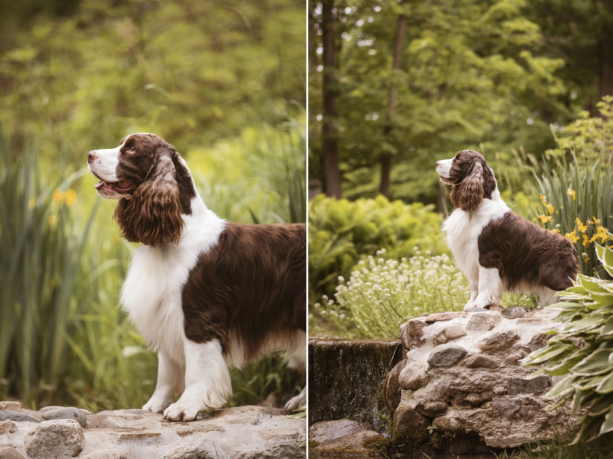 Springer Spaniels at Spring Grove Park — J.Klein Photos