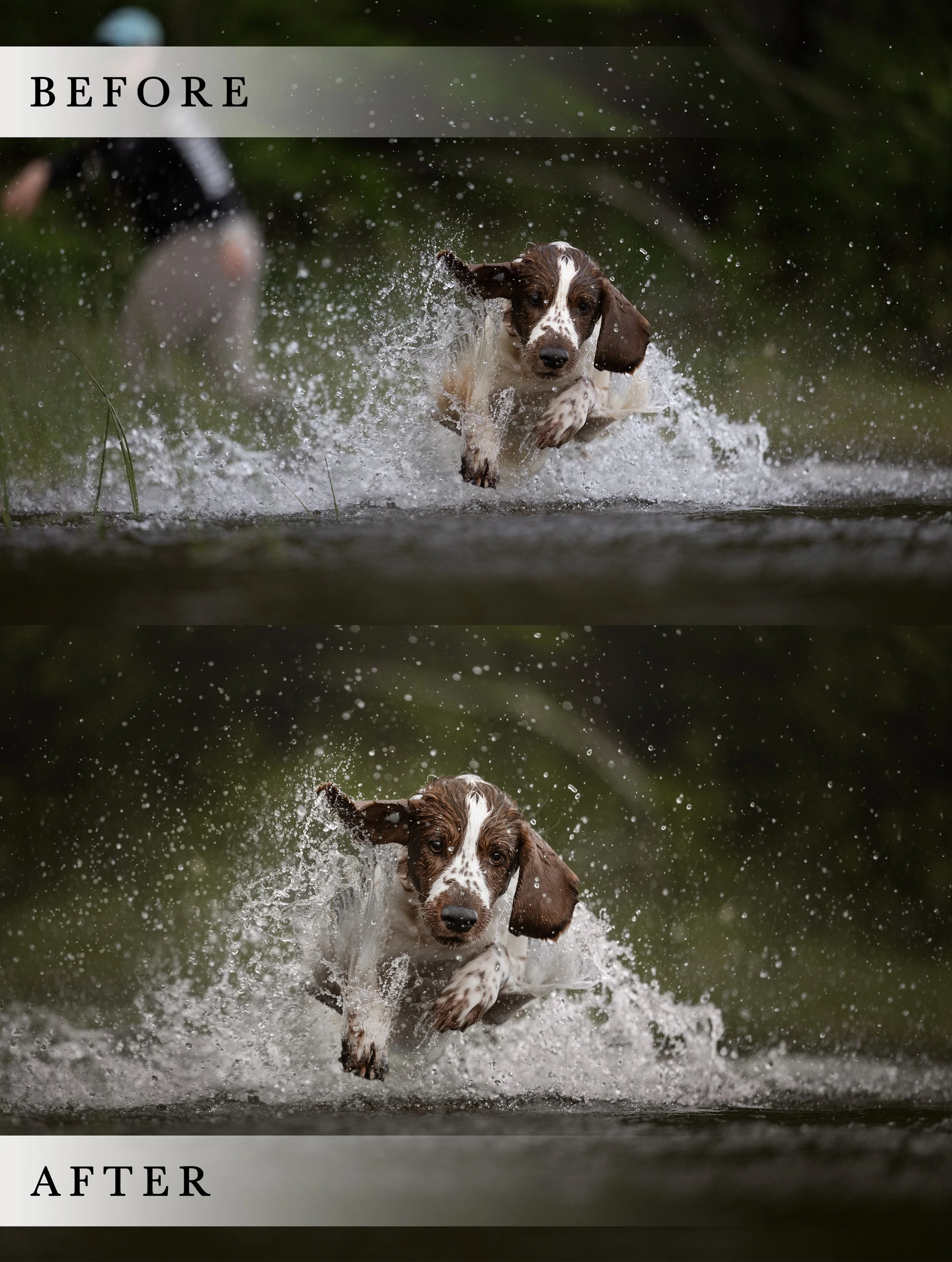 JKeinPhotos - Canine Photographer - Learn how to edit dog photos using Adobe Photoshop - Photography Educator - online course - workshop - mentorship - Michigan147.jpg