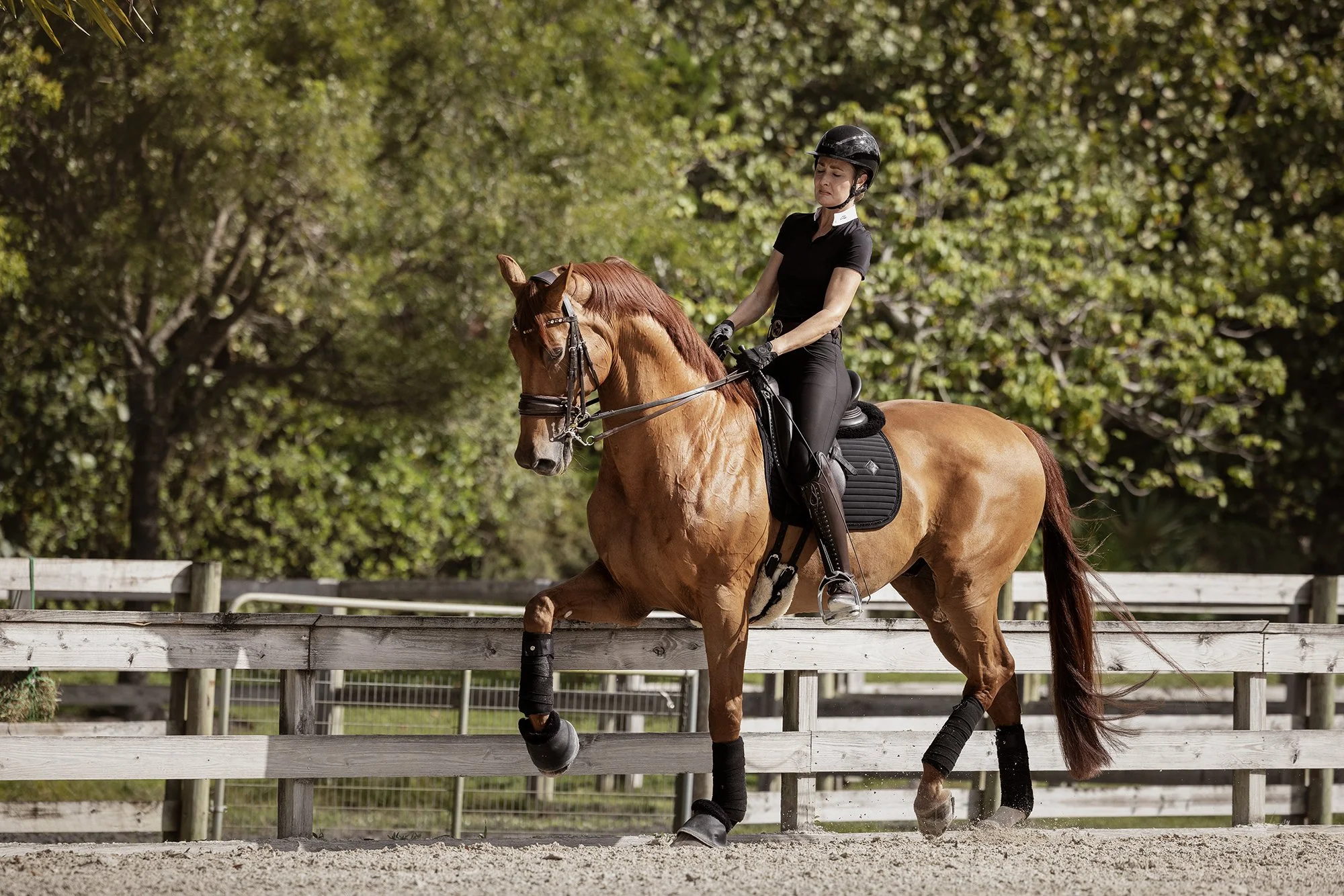 J.Klein Photos Wellington Florida Dressage Equine Photographer, offers Horse & Rider portraits, black background and action photos for Equestrians and businesses needing branding images. Marcus Fyffe Dressage with USA rider Claire Darnell.