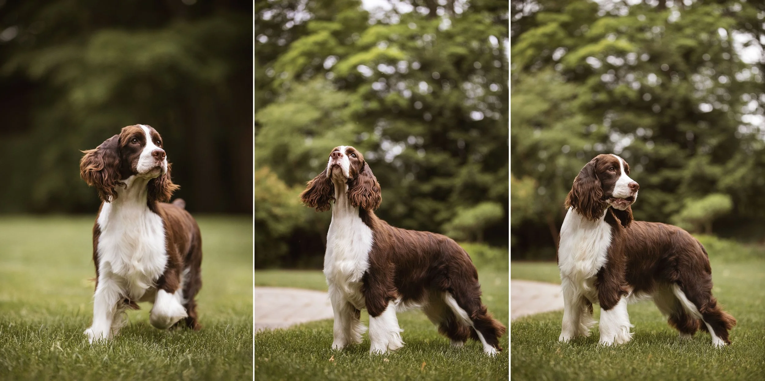 Springer Spaniels at Spring Grove Park — J.Klein Photos