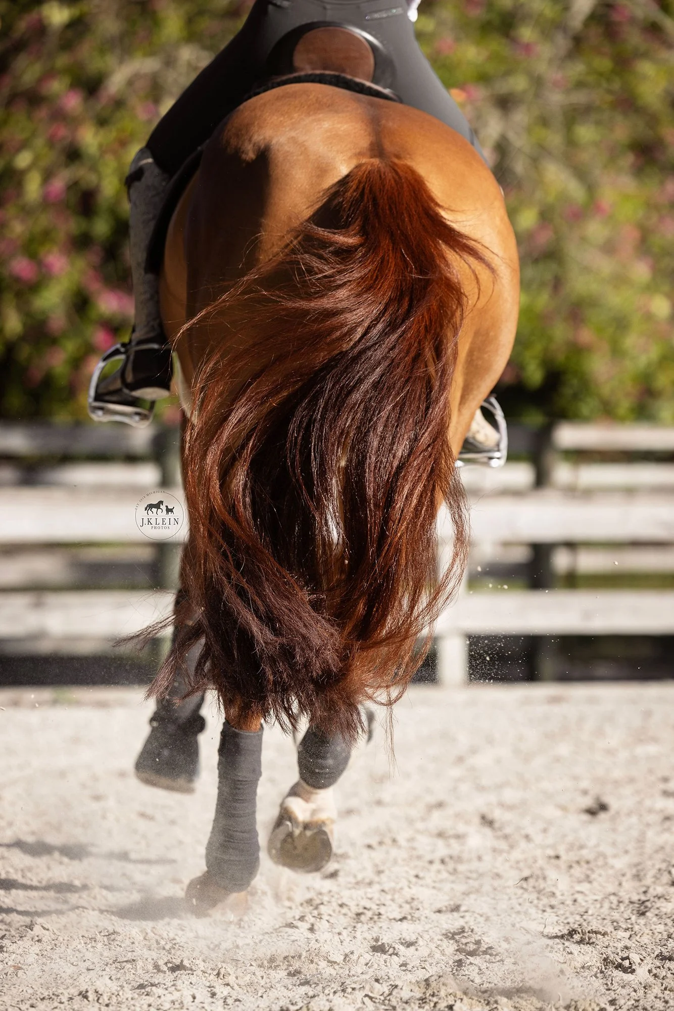 J.Klein Photos Wellington Florida Dressage Equine Photographer, offers Horse & Rider portraits, black background and action photos for Equestrians and businesses needing branding images. Marcus Fyffe Dressage with USA rider Claire Darnell.