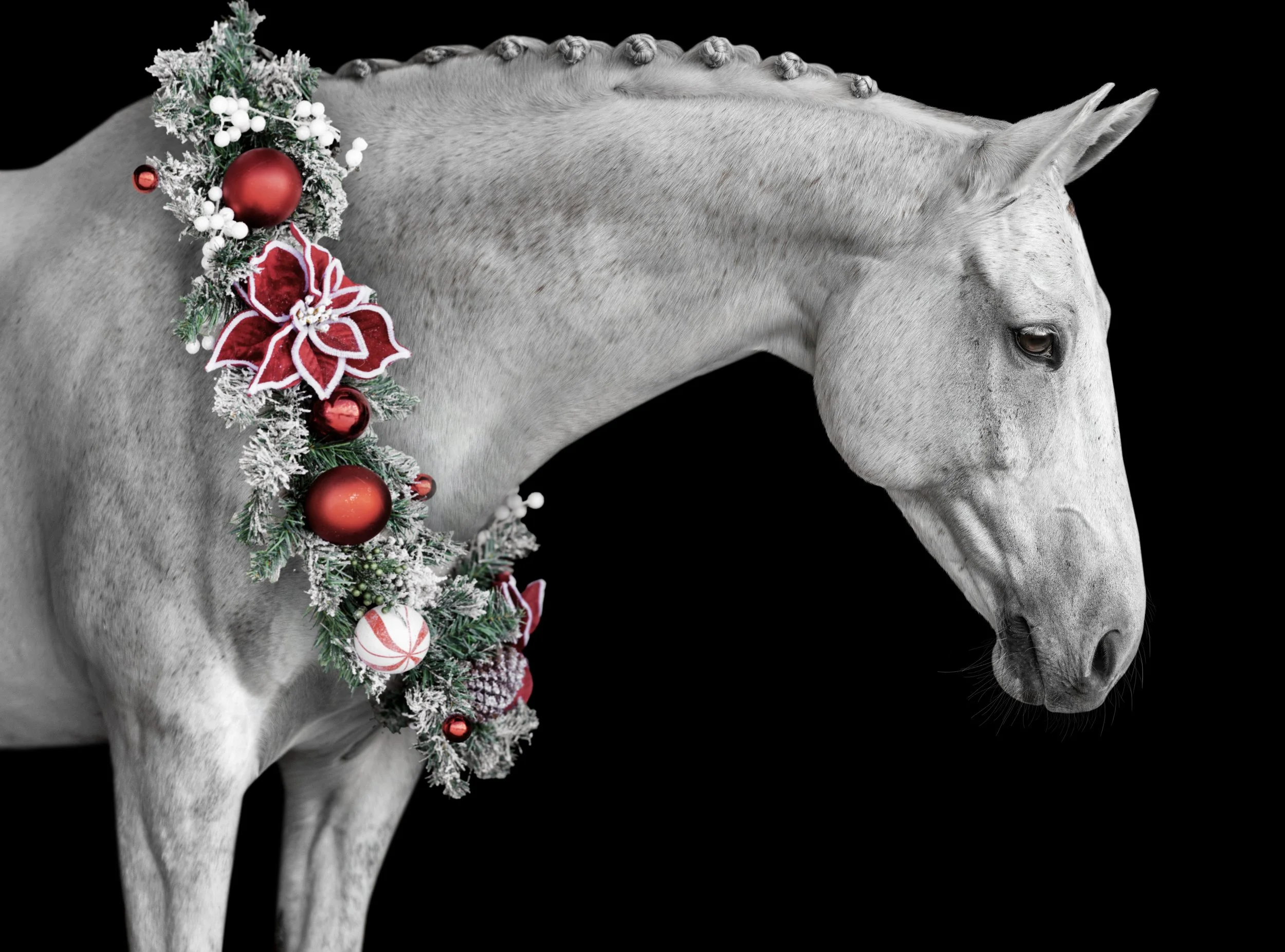 25 Holiday Wreath Garland Overlays for Equine Portraits Horse Photographs Festive edits for equestrian clients png photoshop christmas (2).jpg