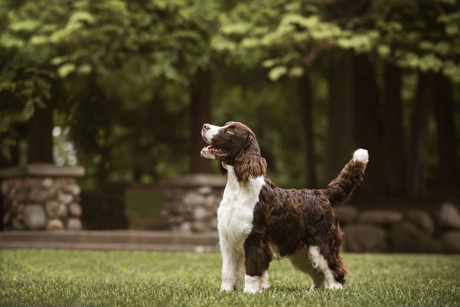 Springer Spaniels at Spring Grove Park — J.Klein Photos