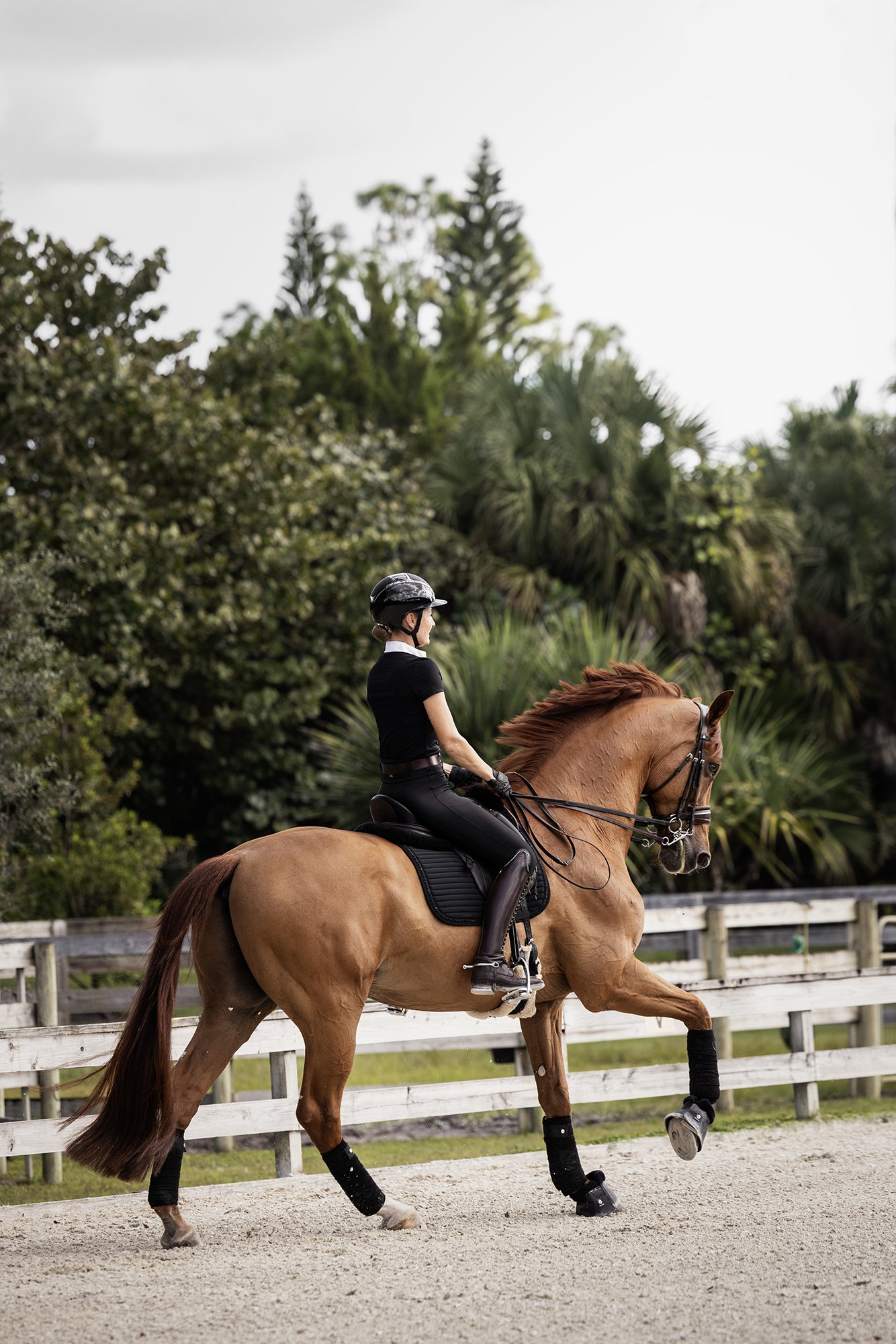 J.Klein Photos Wellington Florida Dressage Equine Photographer, offers Horse & Rider portraits, black background and action photos for Equestrians and businesses needing branding images. Marcus Fyffe Dressage with USA rider Claire Darnell.