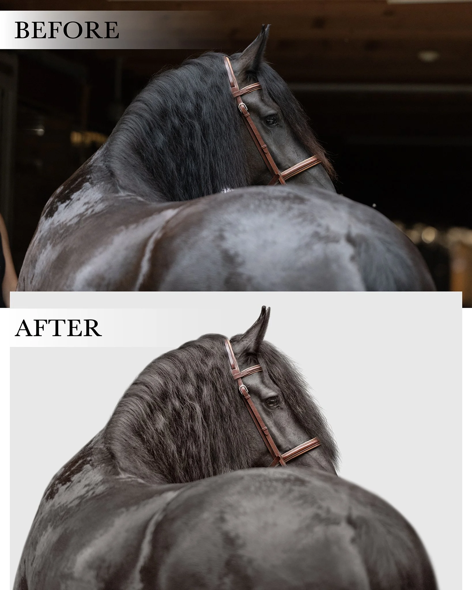 JKlein Photos Equine Portrait Editing Tutorial using Adobe Photoshop to retouch horse photos 94.jpg
