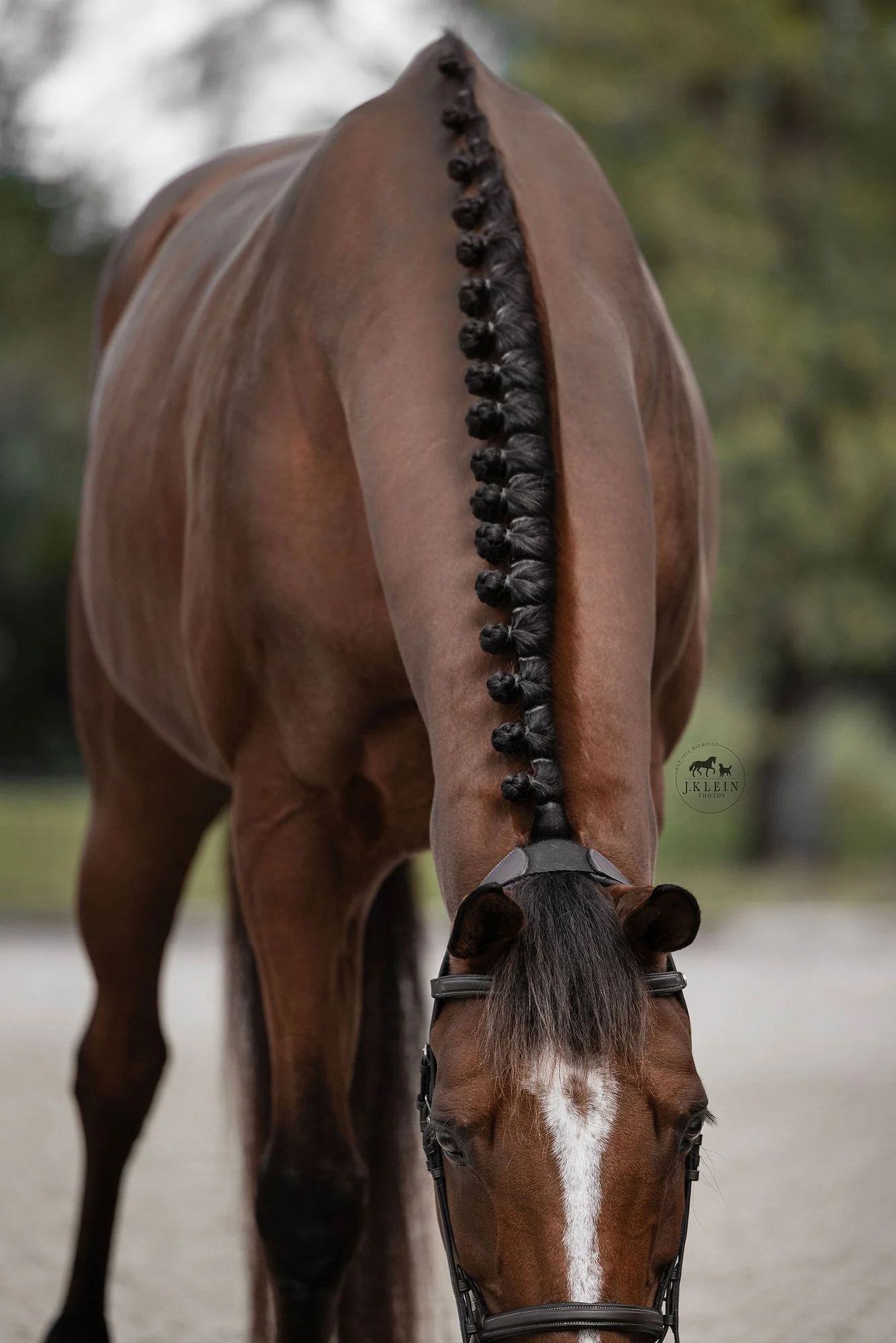 JKlein Photos, Wellington Florida Equine Photographer, photographs horse and rider for educational posing guide, creating professional portraits for equestrians.