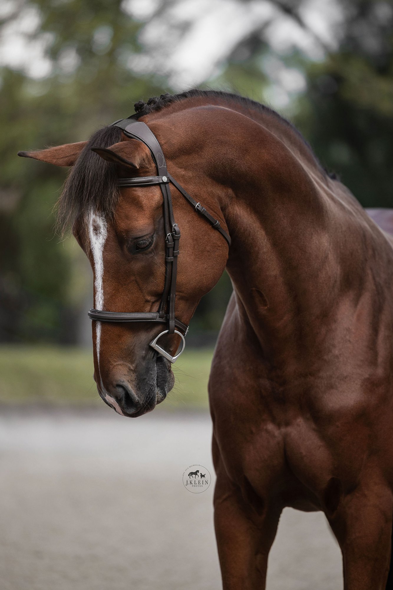 JKlein Photos, Wellington Florida Equine Photographer, photographs horse and rider for educational posing guide, creating professional portraits for equestrians.