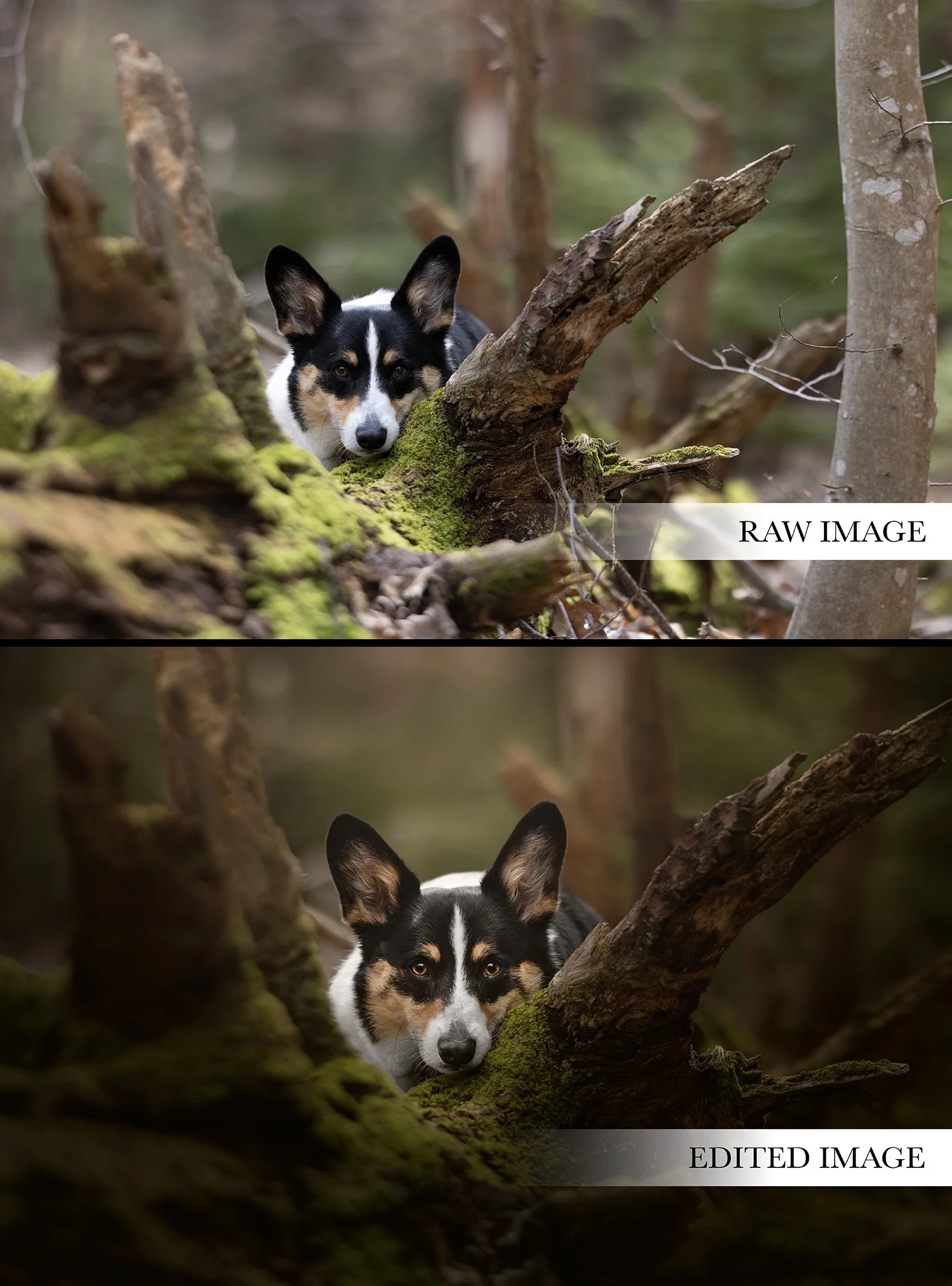 Before_After_WoodlandWinstonEdit.jpg