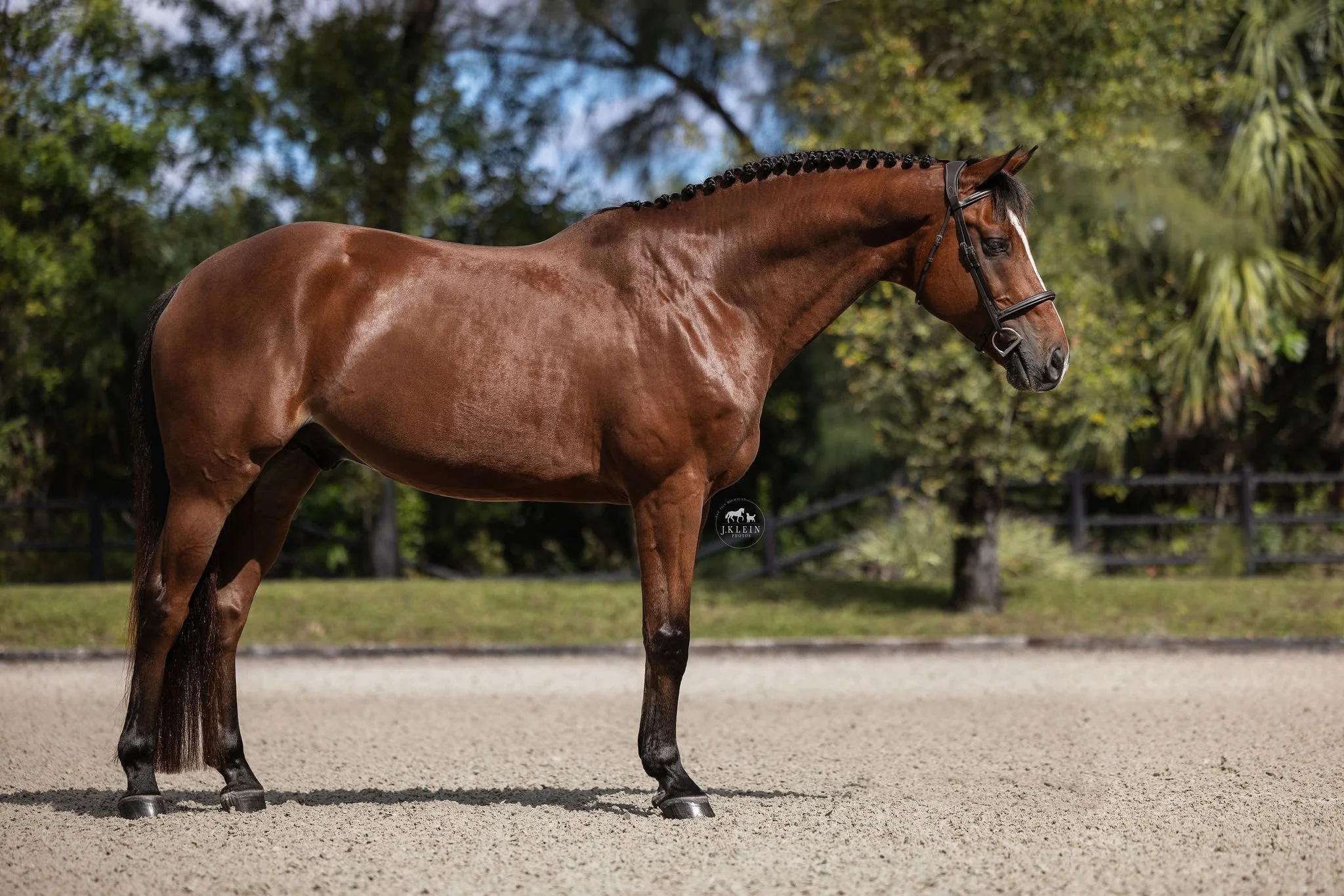 JKlein Photos, Wellington Florida Equine Photographer, photographs horse and rider for educational posing guide, creating professional portraits for equestrians.