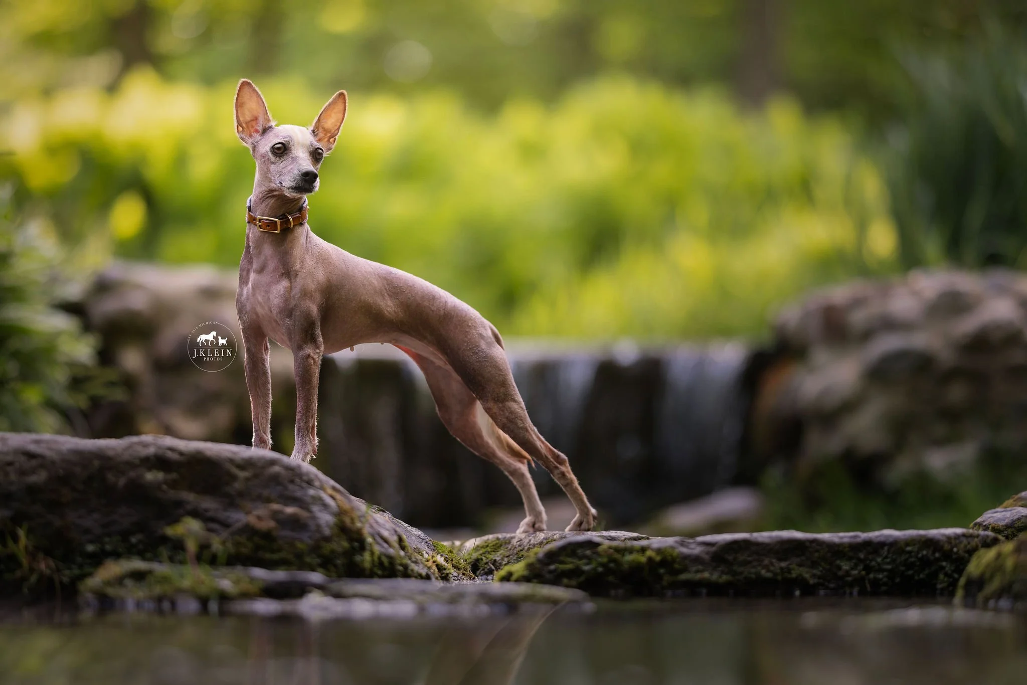 Xolo Breed Standard Xoloitzcuintli Dog Breed Xoloitzcuintli Store