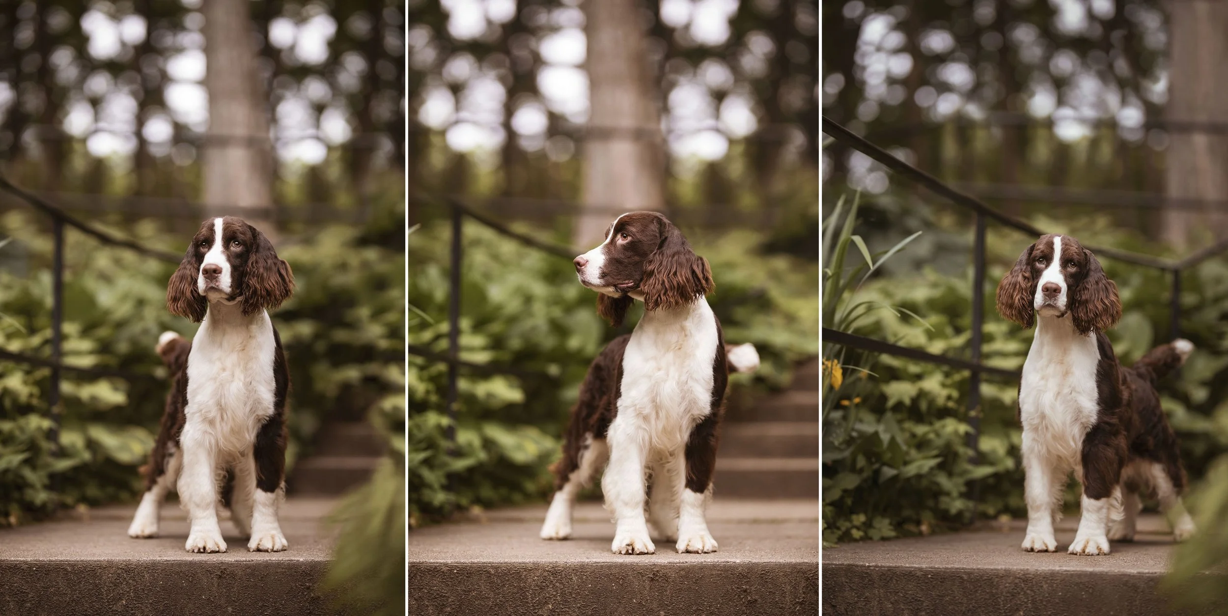 Springer Spaniels at Spring Grove Park — J.Klein Photos