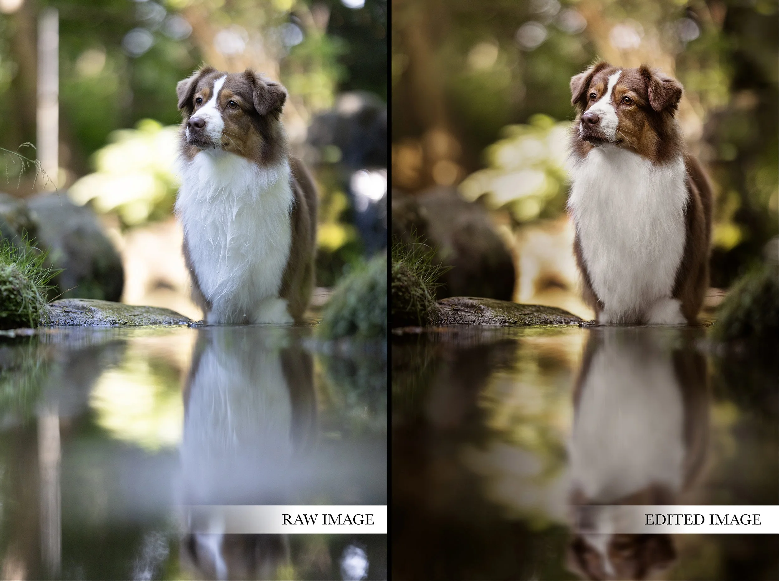 Before_After_RoareeReflection copy.jpg