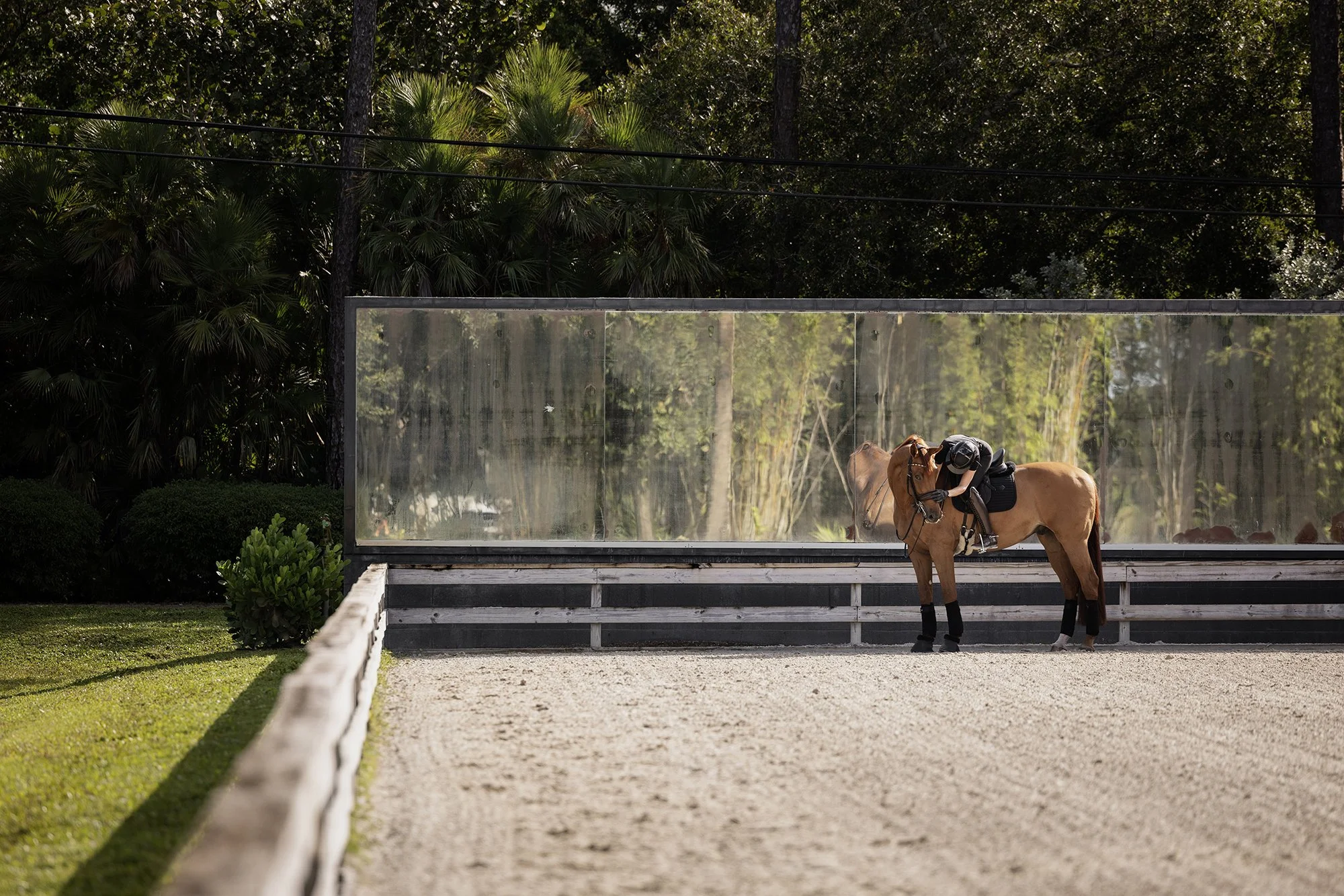 J.Klein Photos Wellington Florida Dressage Equine Photographer, offers Horse & Rider portraits, black background and action photos for Equestrians and businesses needing branding images. Marcus Fyffe Dressage with USA rider Claire Darnell.