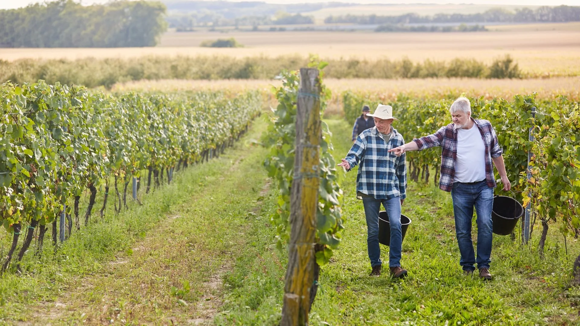 Les subventions à la promotion des vins : un avantage concurrentiel stratégique pour tout la filière vin