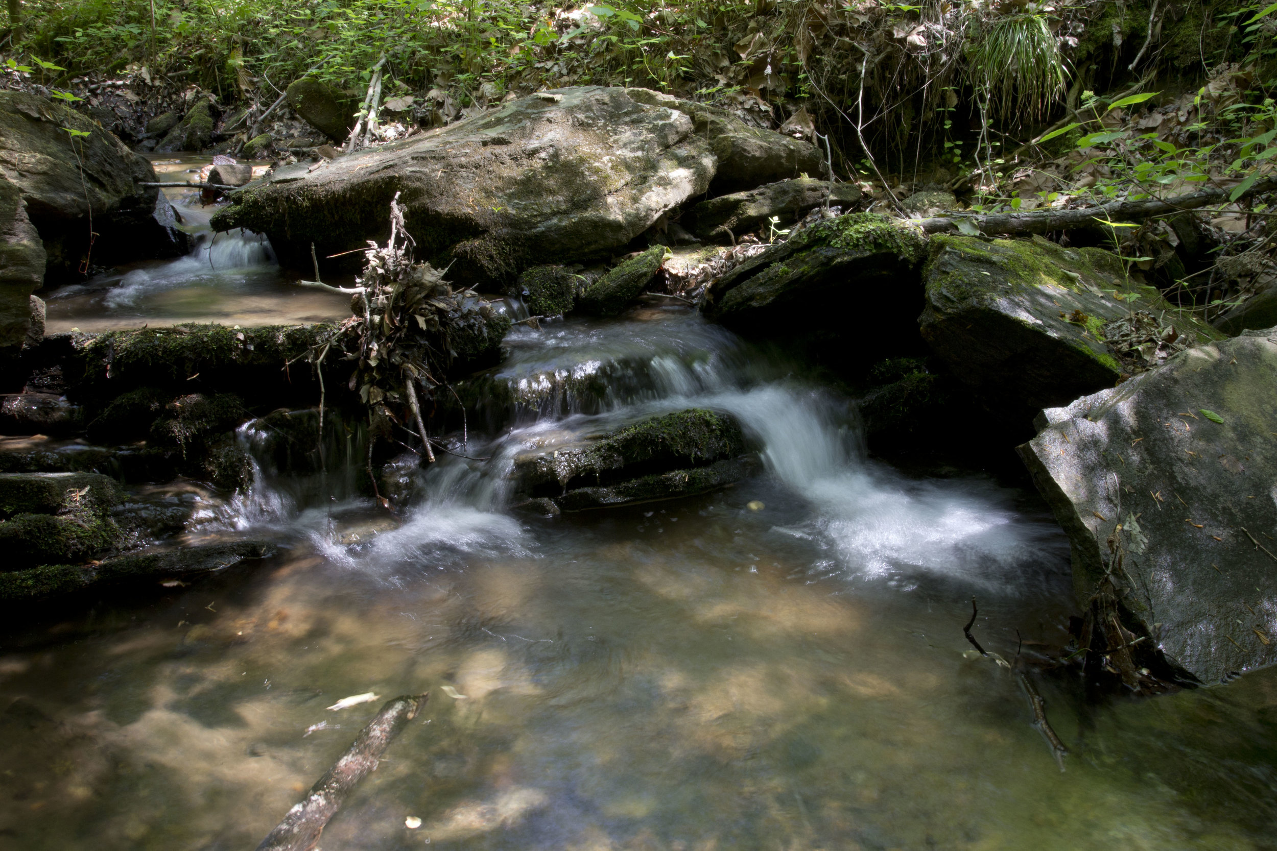 Box Creek Wilderness — Unique Places to Save