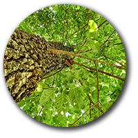 Virtual-Tree.png