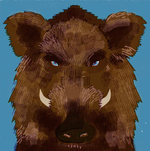 Wildschwein.jpg