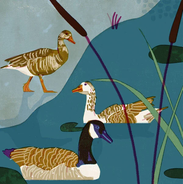 Ente.jpg