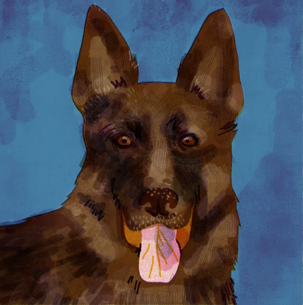 Schäferhund.jpg