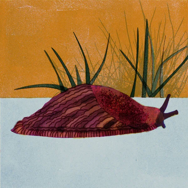 Schnecke.jpg
